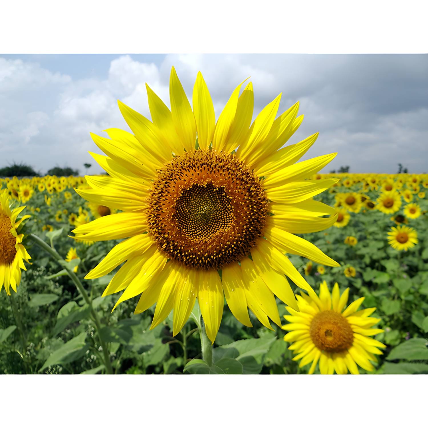 Imported image e355503440ca 3367461.jpg