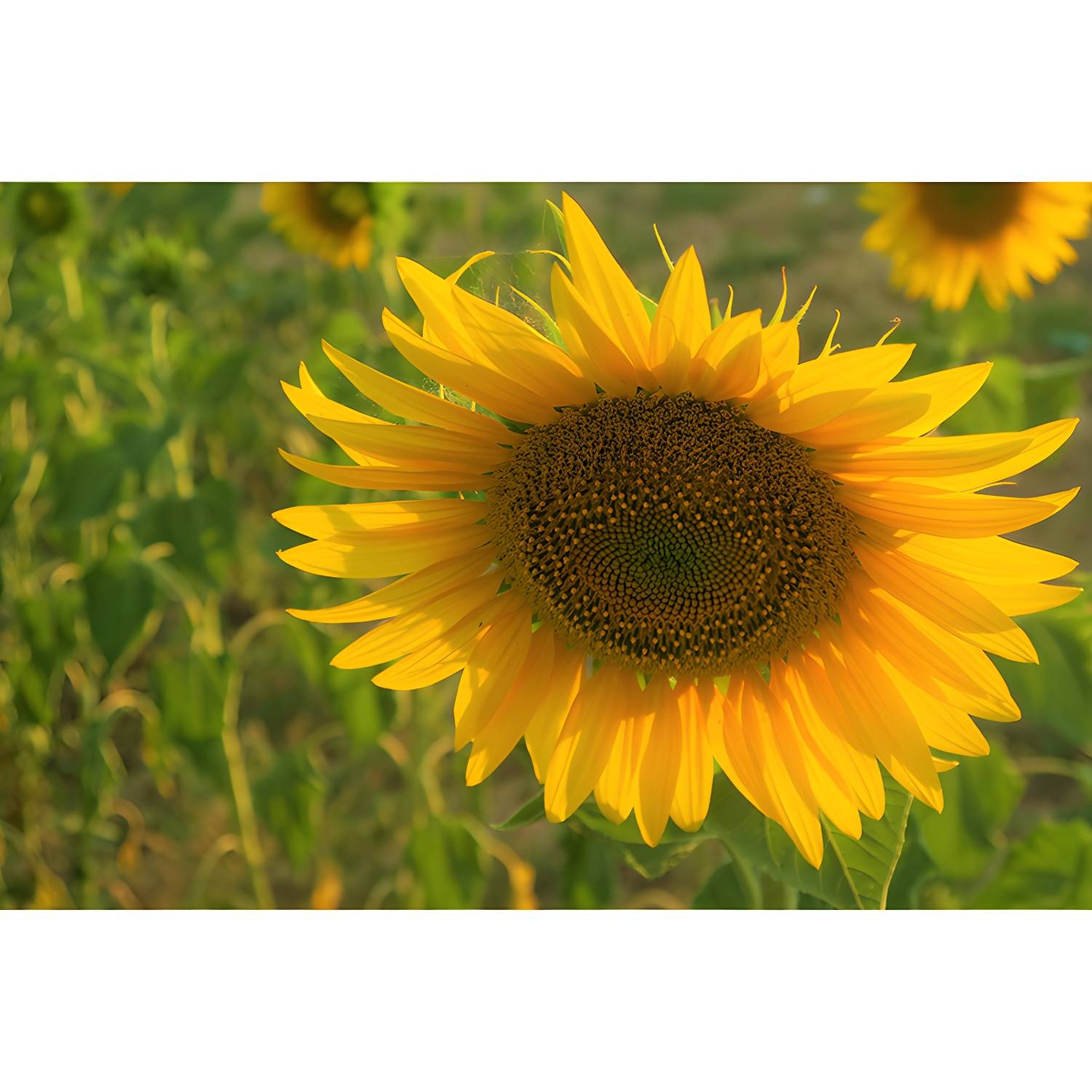 Imported image e3283f8ae293 3367467.jpg