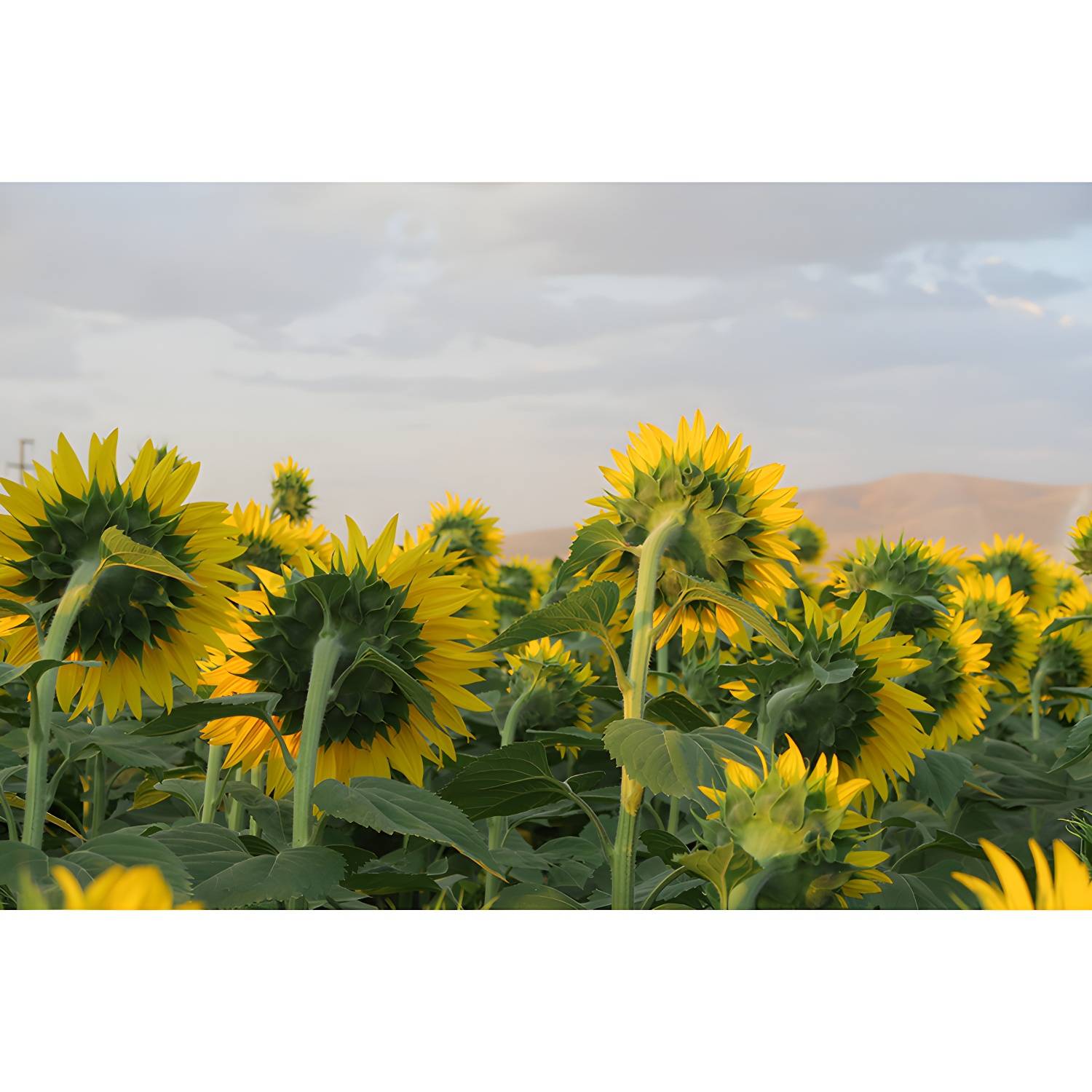 Imported image a5702ae245de 3367471.jpg