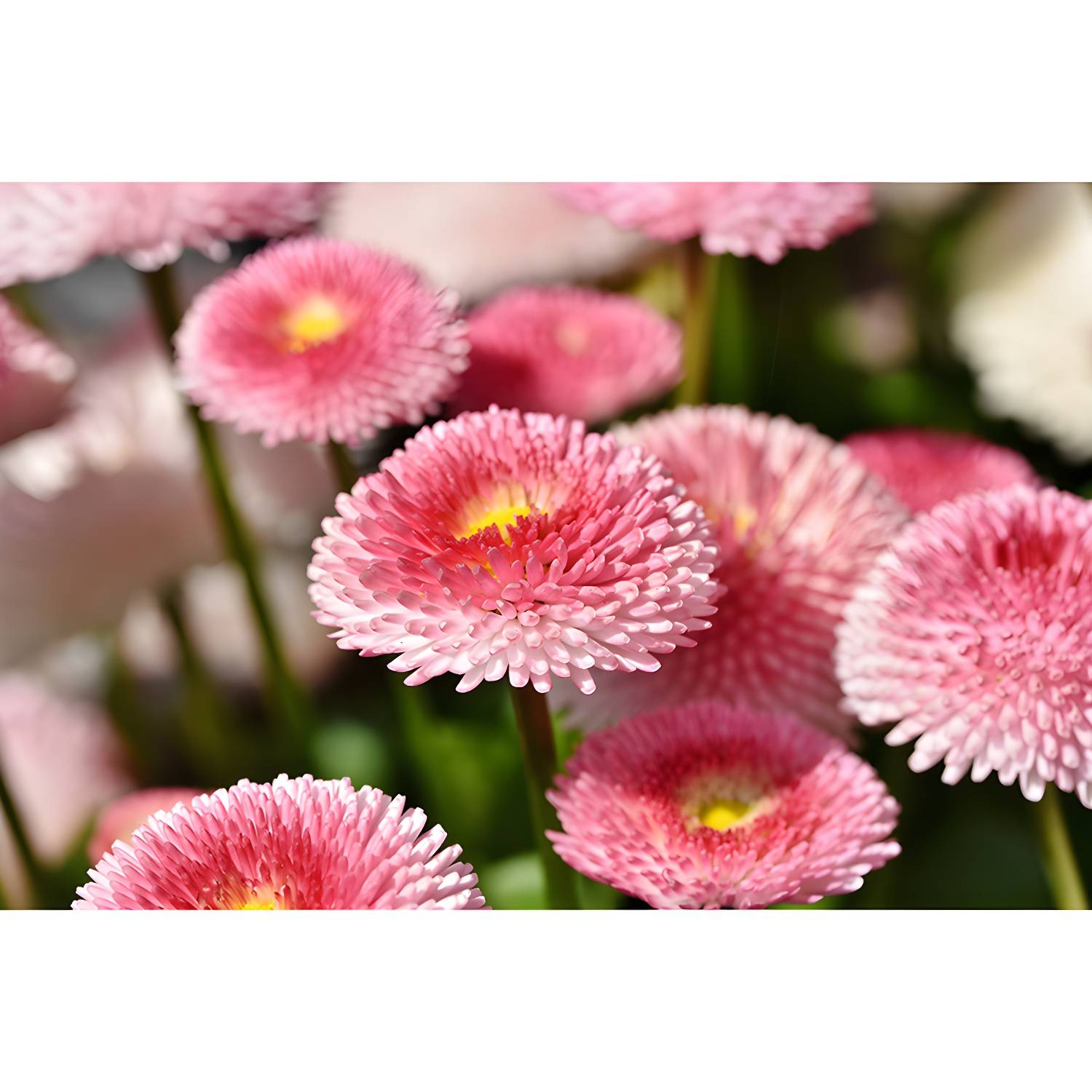 Imported image 8a9daf2a48a7 3367723.jpg