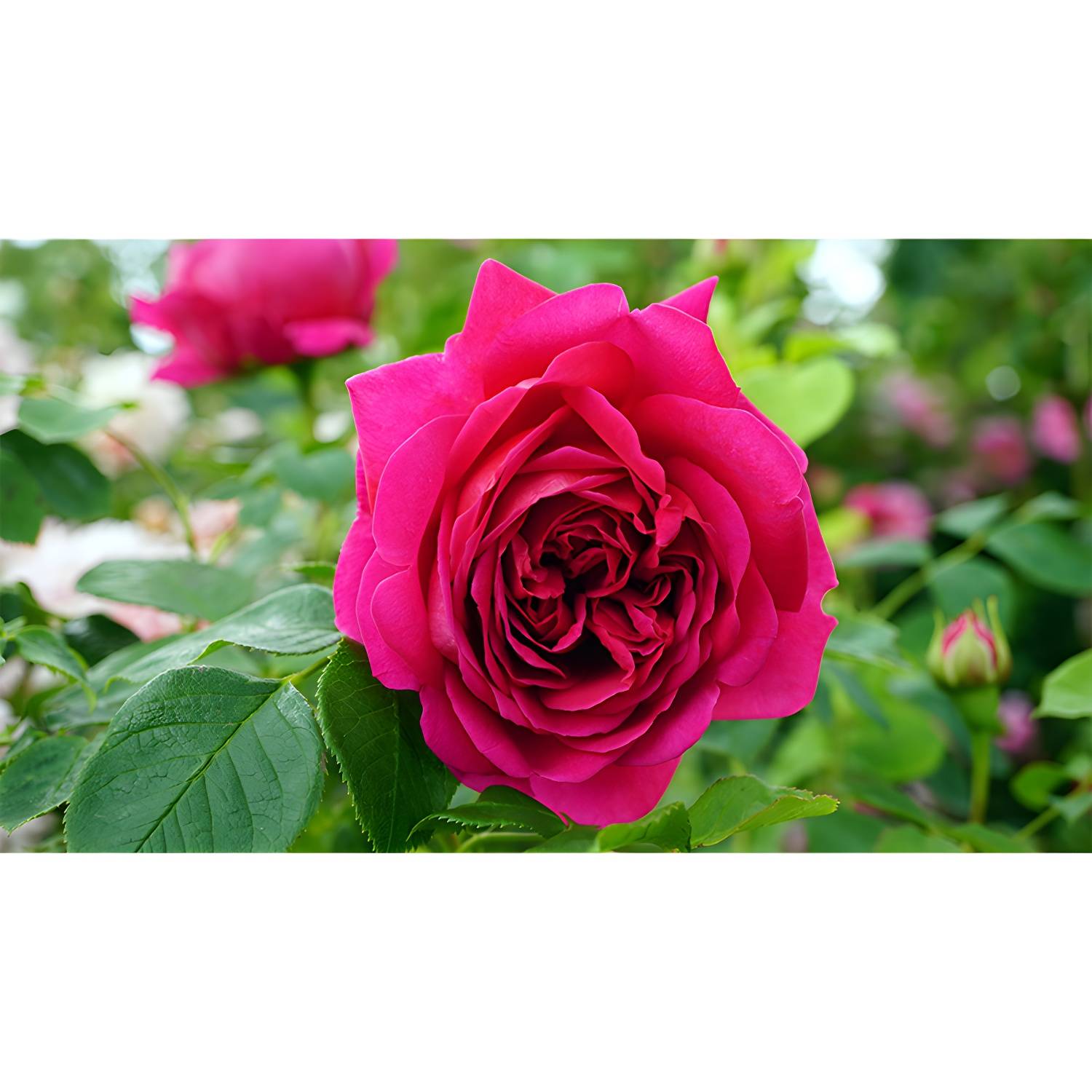 Imported image 4f89ed1126c6 3368926.jpg