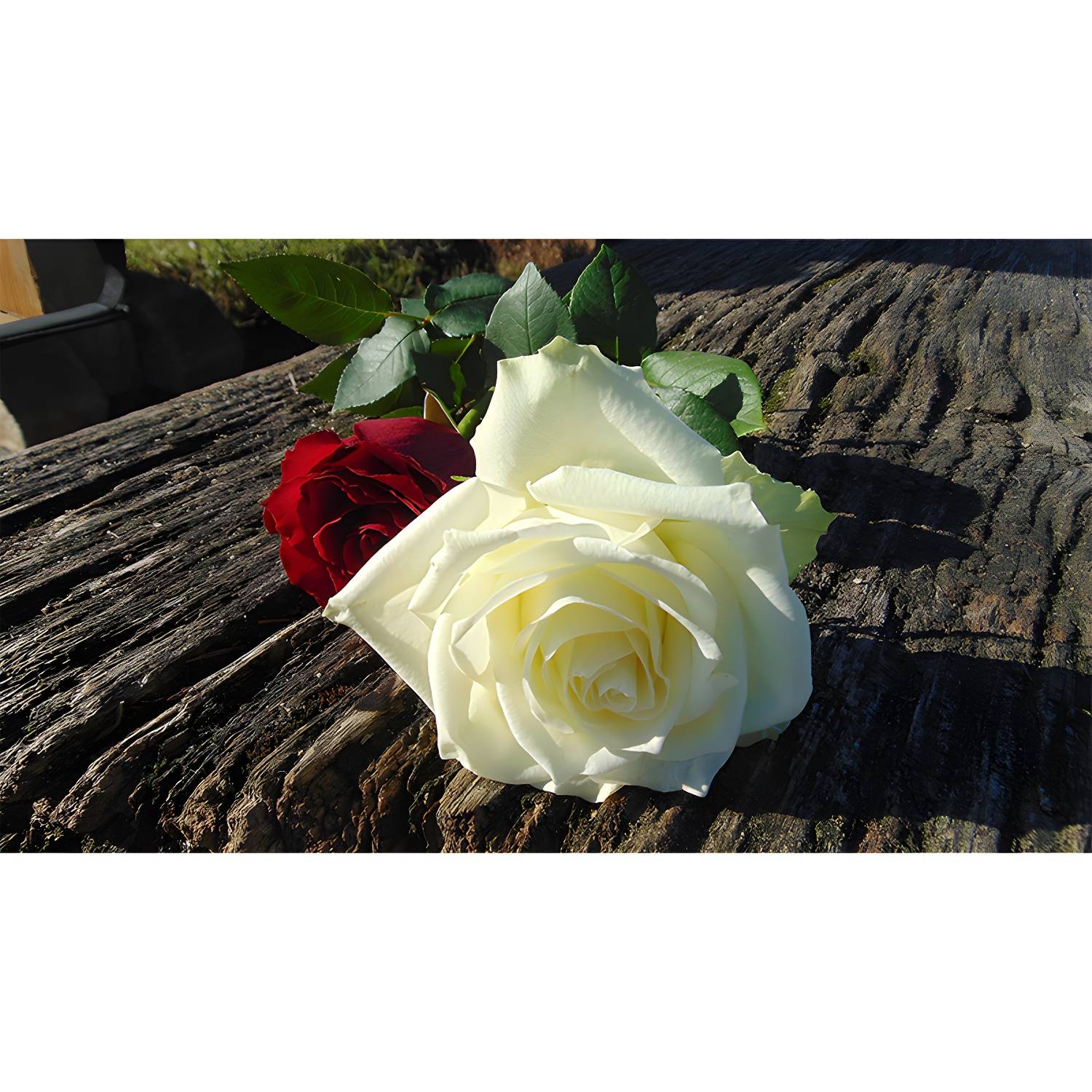 Imported image ef544c83d9b1 3368940.jpg