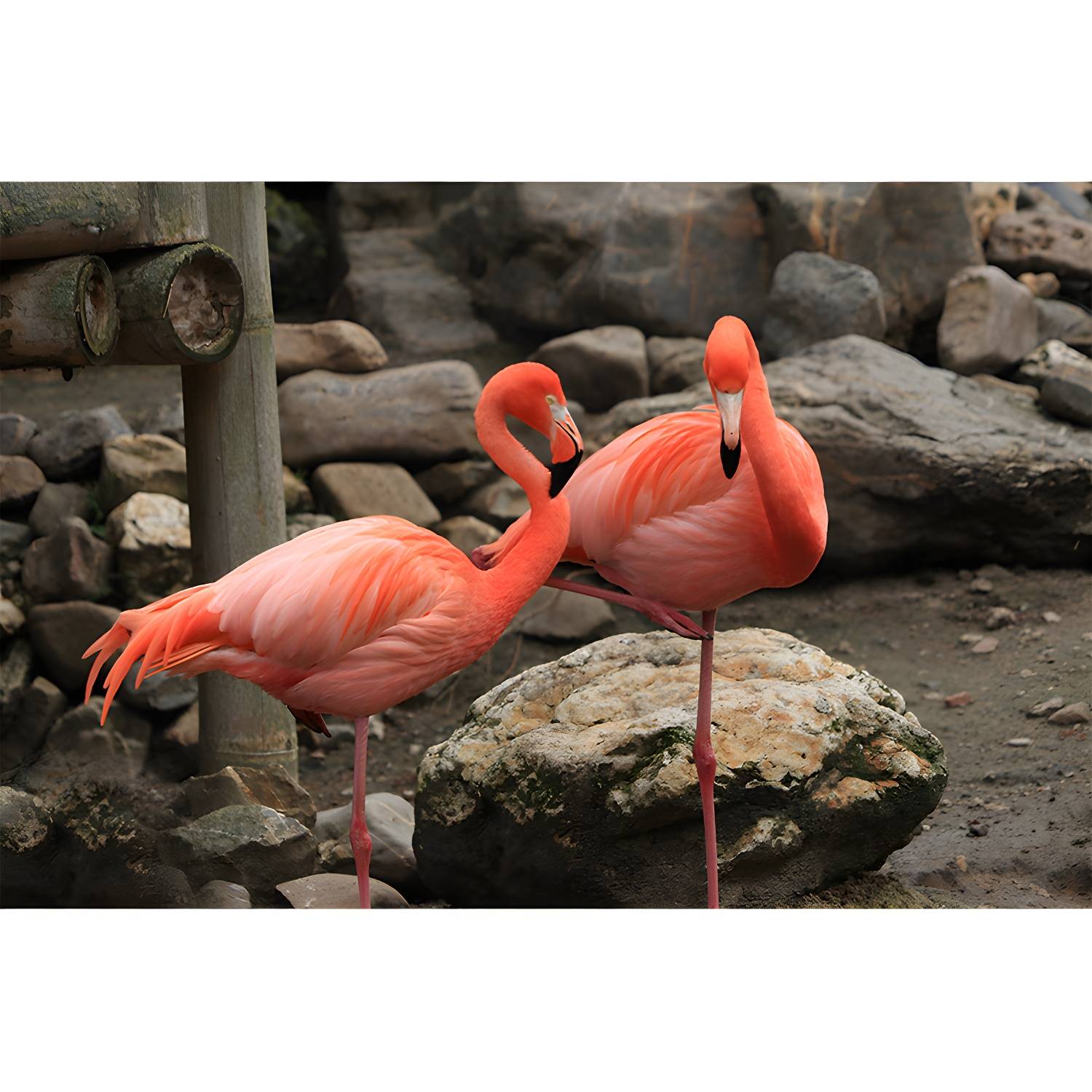 Imported image e5cb33334a77 3389967.jpg