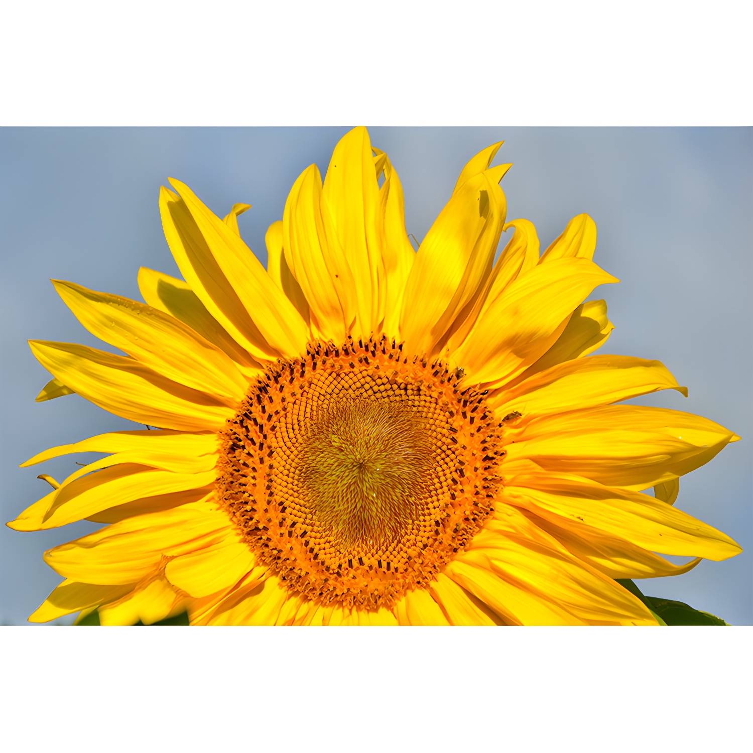Imported image 09e7b052a81e 3390435.jpg