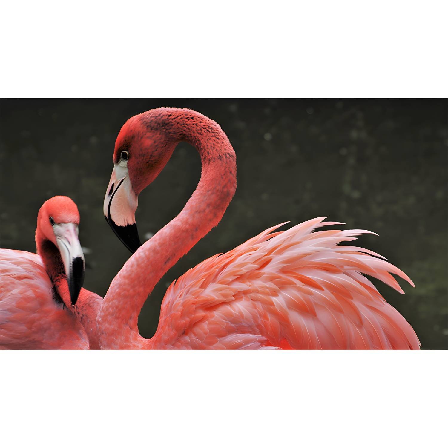Imported image 4d5caf59c0ad 3390587.jpg
