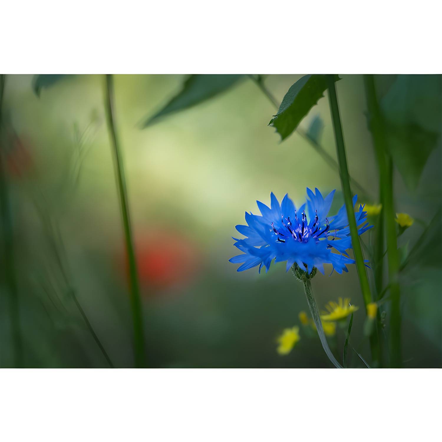 Imported image d51ed7ea39b7 3390737.jpg