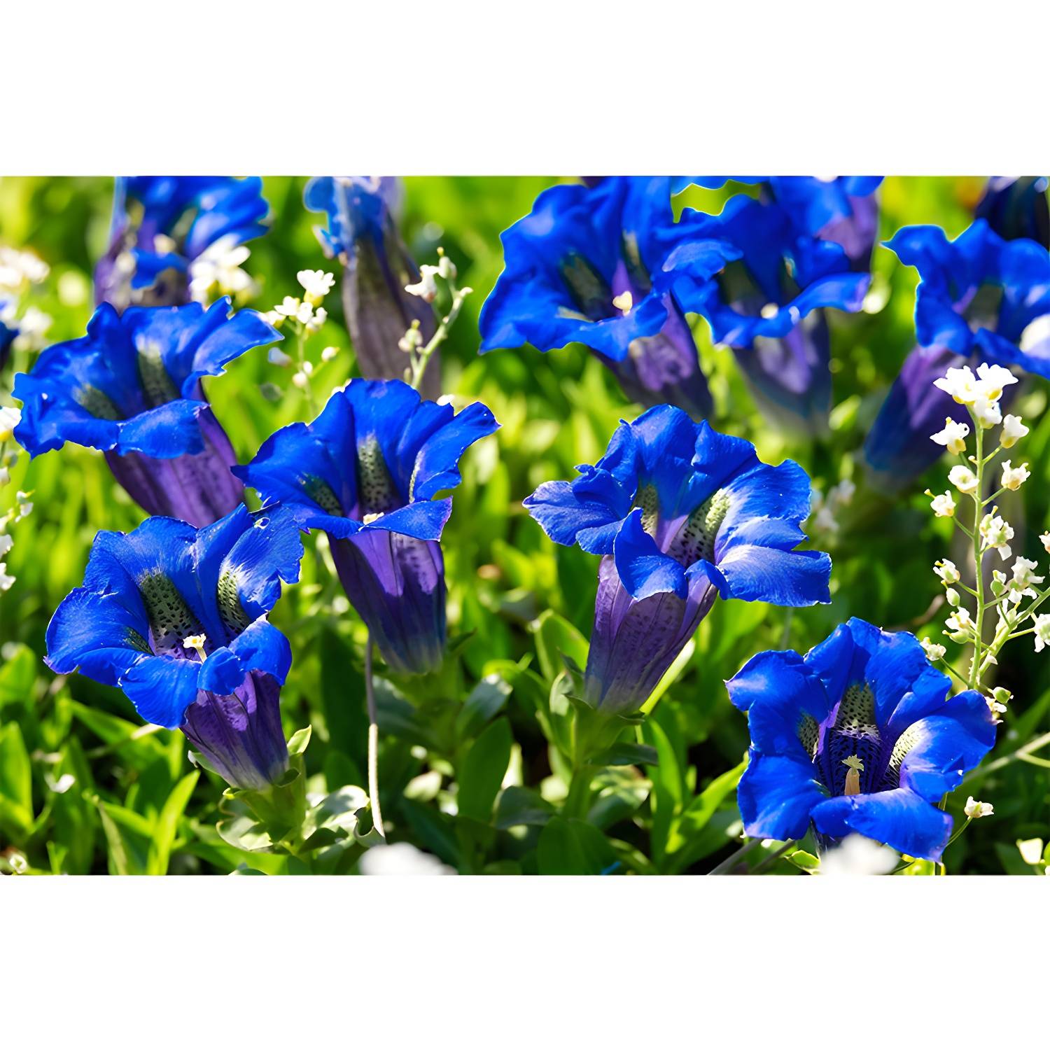 Imported image 757cc45ccb9c 3390745.jpg