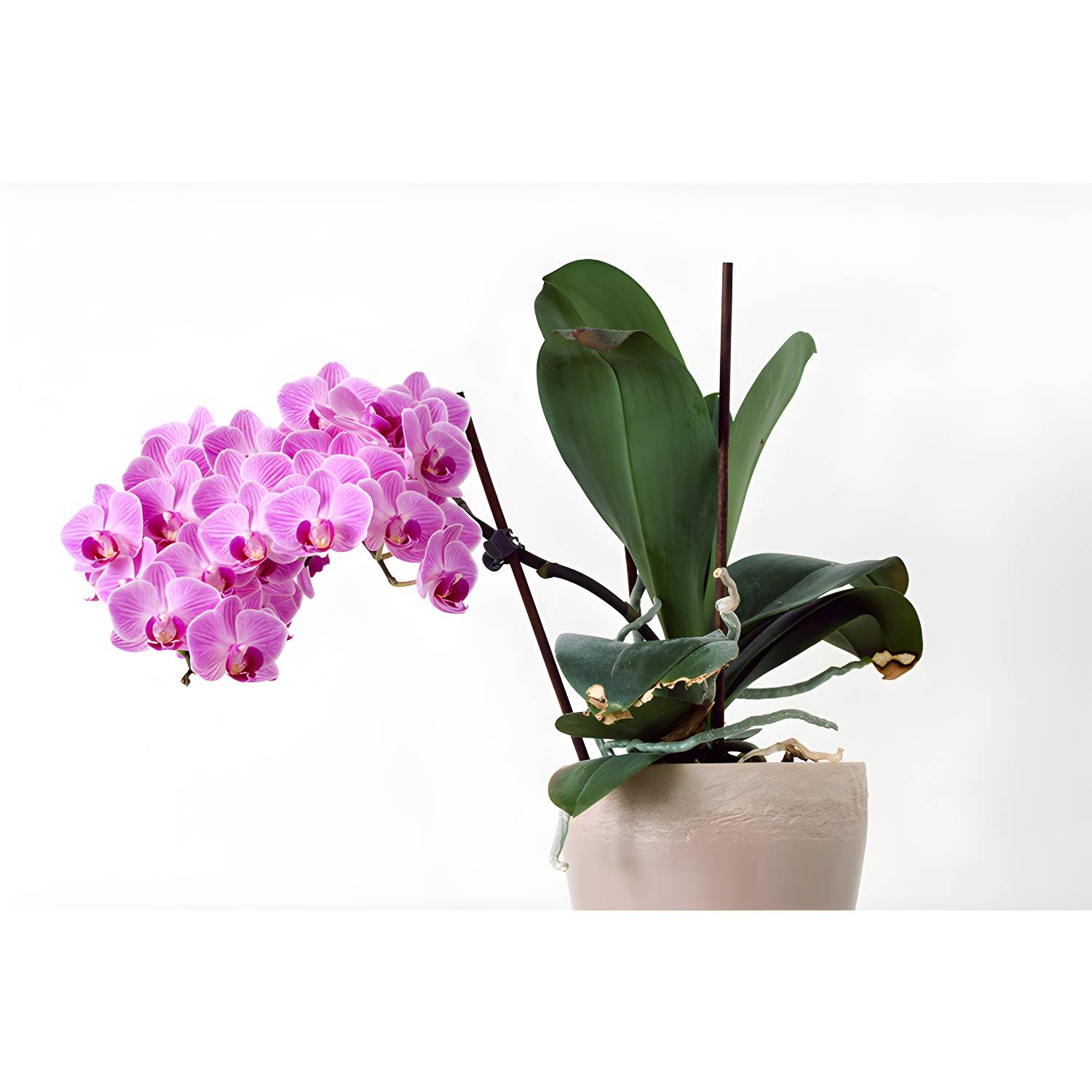 Imported image d9d77d6cbb7a 3391523.jpg