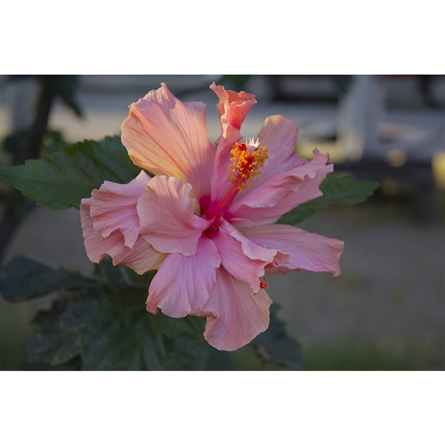 Imported image 416971d8c5df 3391533.jpg