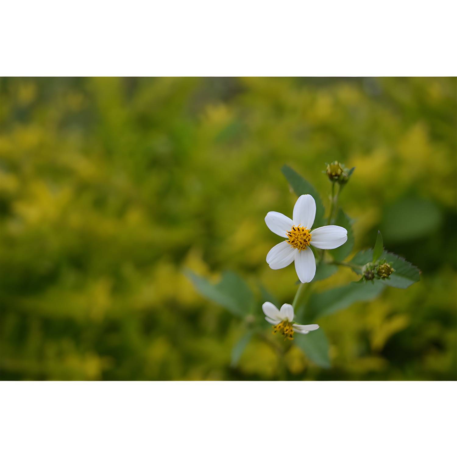 Imported image a94e6e616dd7 3391551.jpg