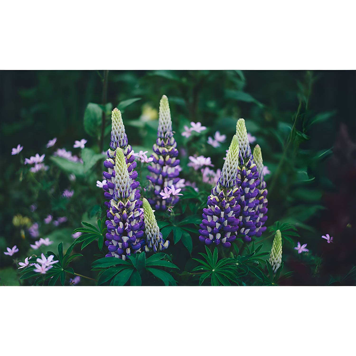 Imported image a60ef81de74f 3391559.jpg