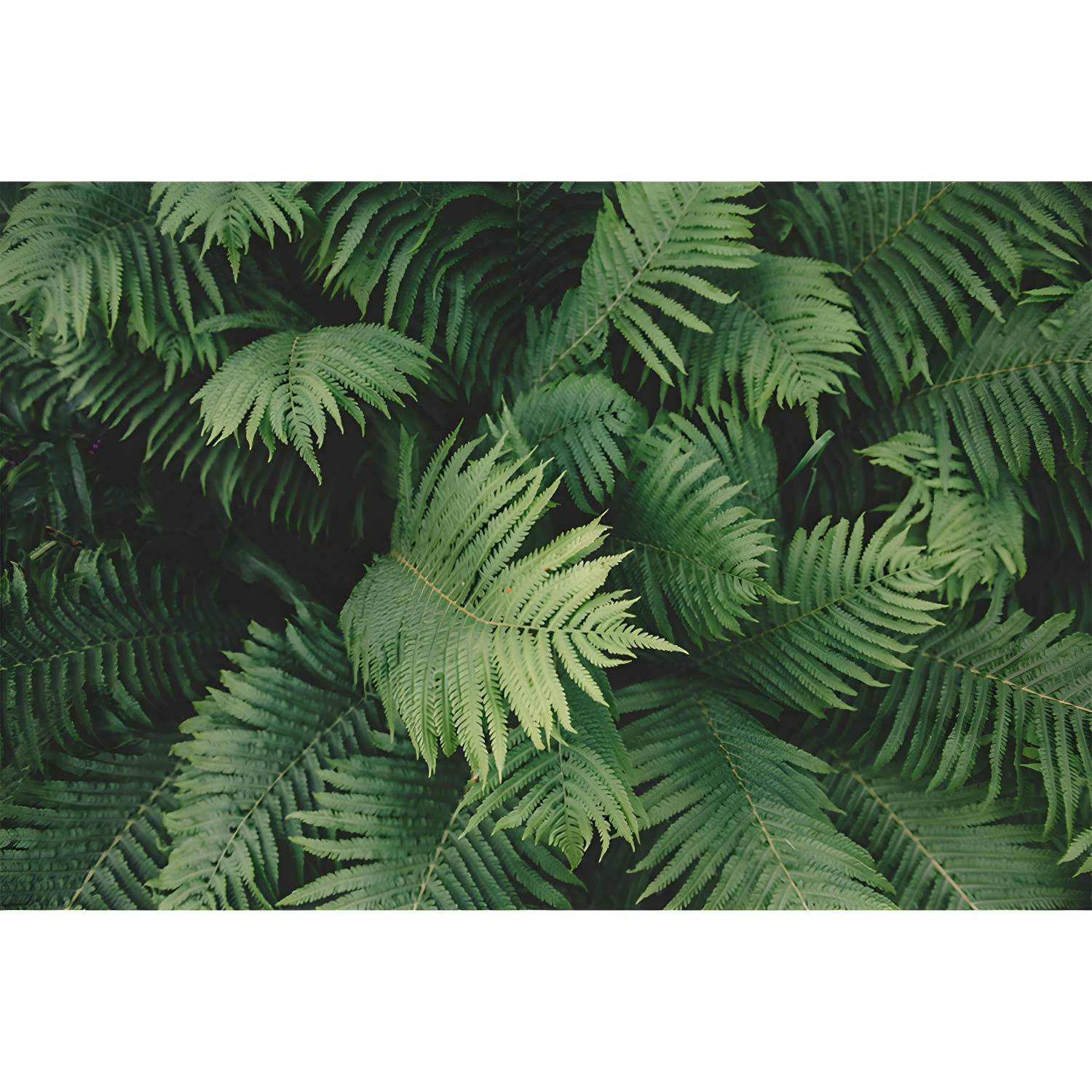 Imported image 3849fcc3e9fc 3391655.jpg