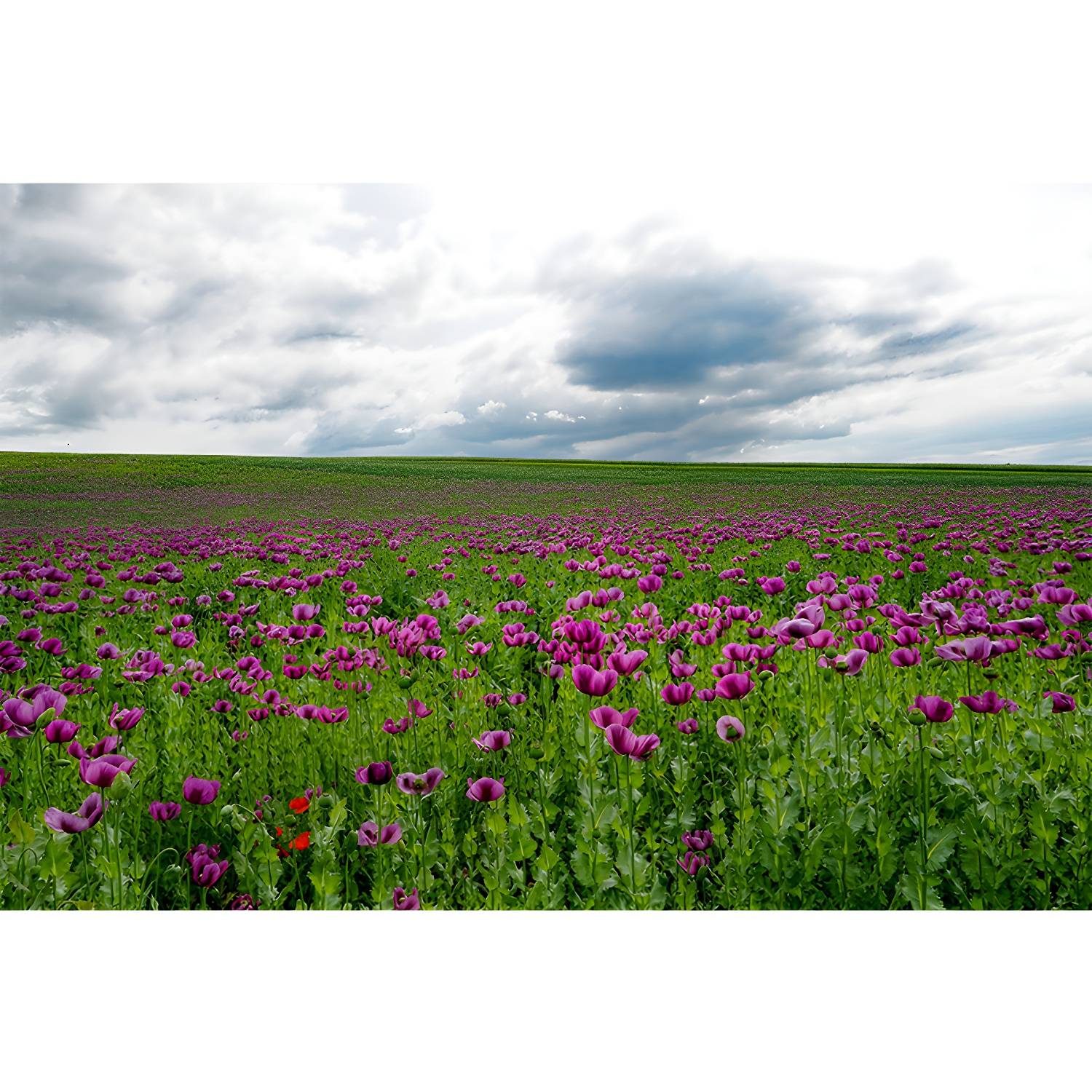 Imported image b3dd7164d900 3442614.jpg
