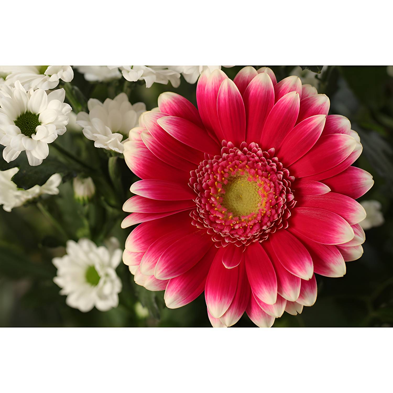 Imported image 63b085124c8e 3450592.jpg