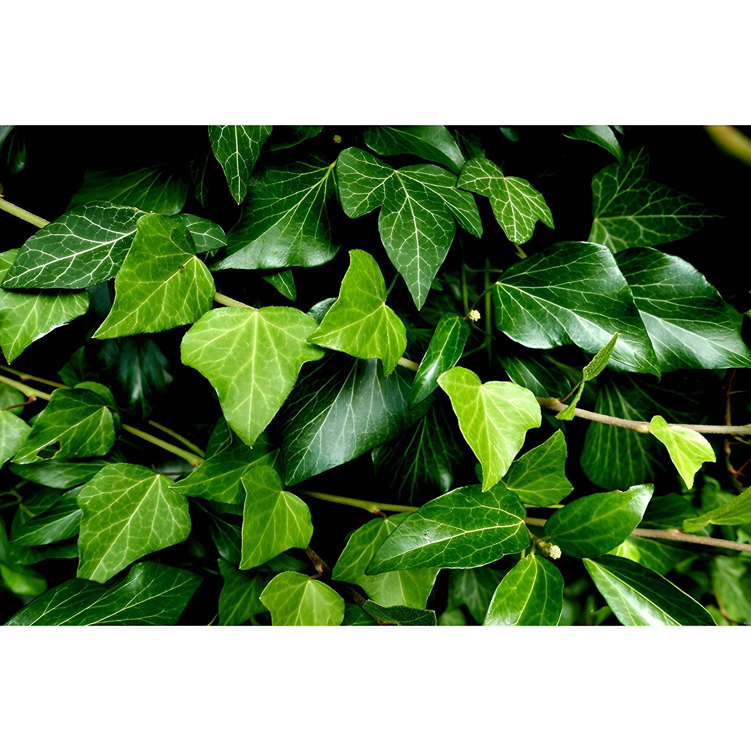 Imported image d897a286b877 3536610.jpg