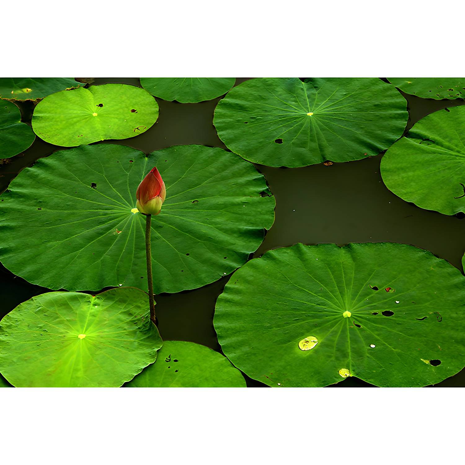Imported image 7db7f05e167e 3536638.jpg