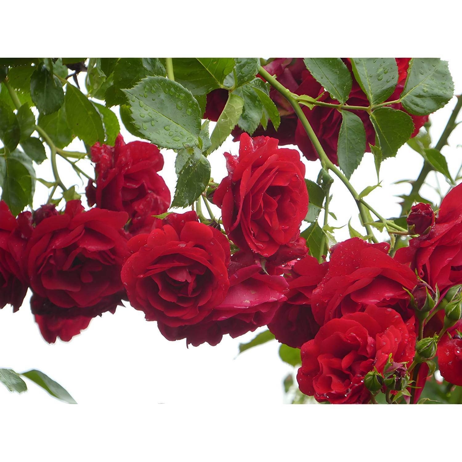 Imported image ca89146d5258 3539091.jpg