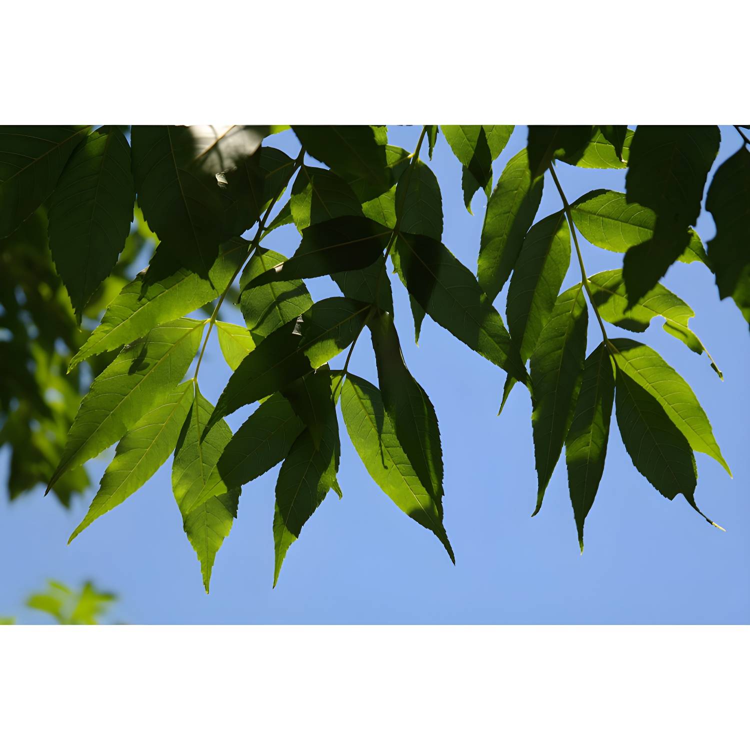 Imported image e0ea27205f87 3558092.jpg