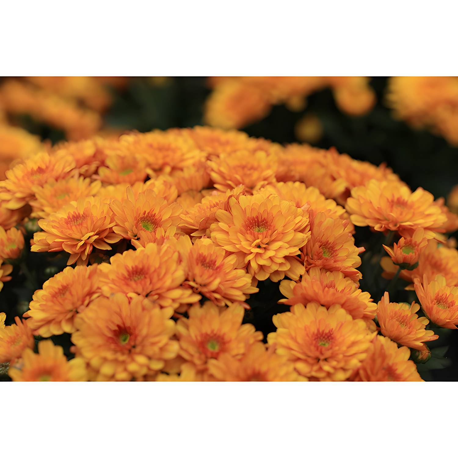 Imported image f67540120468 3561835.jpg