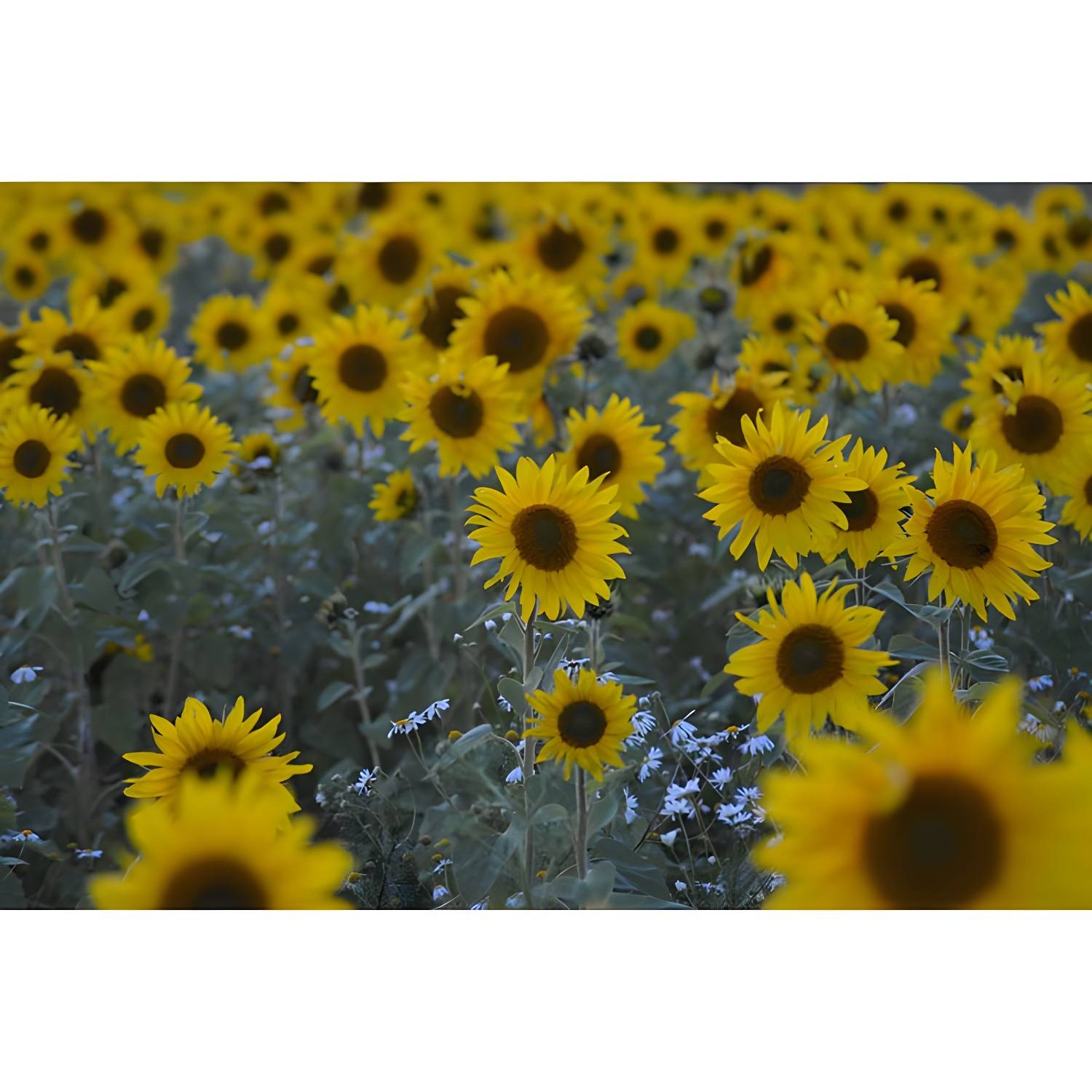 Imported image 03a5f879ff33 3571352.jpg