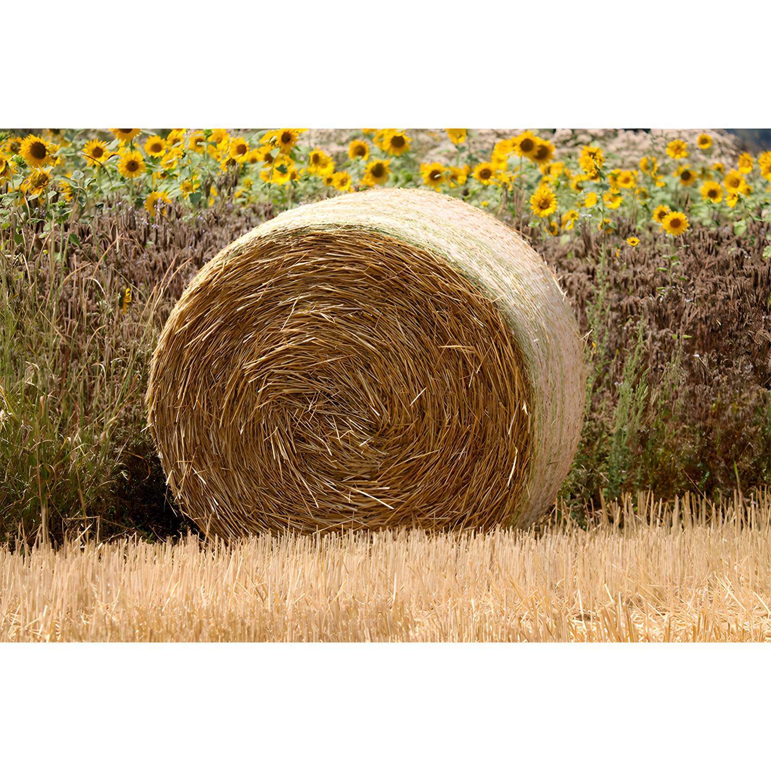 Imported image fa58e3ff642c 3632969.jpg