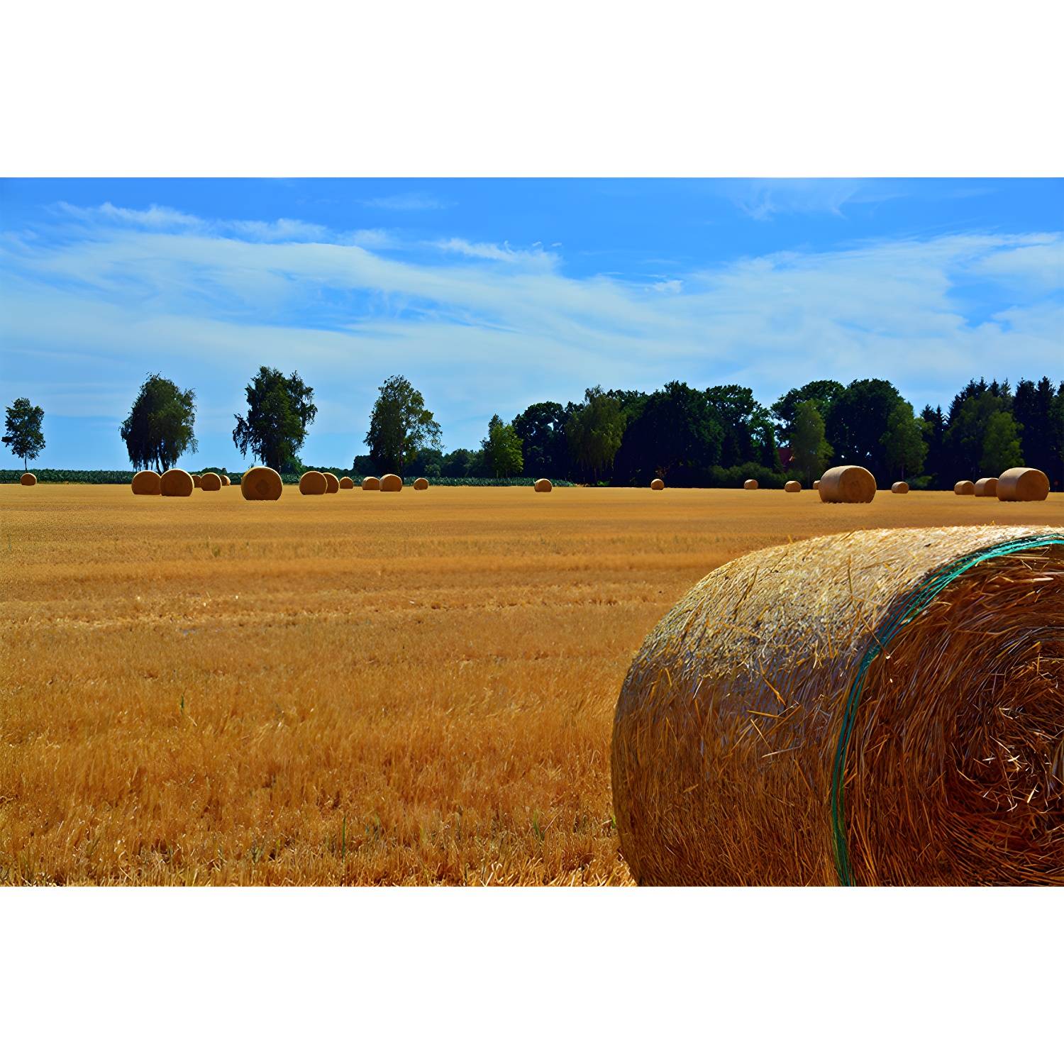 Imported image c91644c98c0c 3633023.jpg