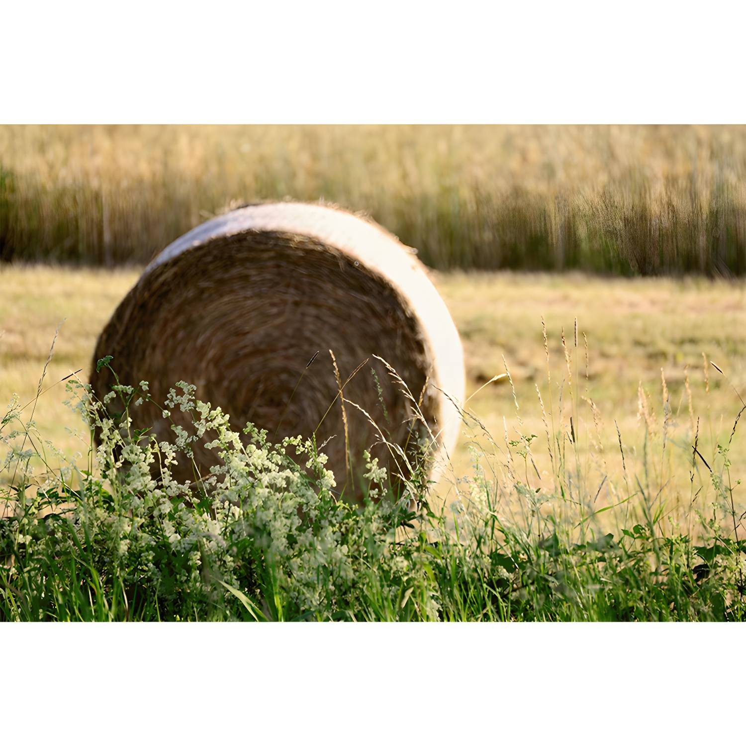 Imported image 91e4eab50d18 3633027.jpg