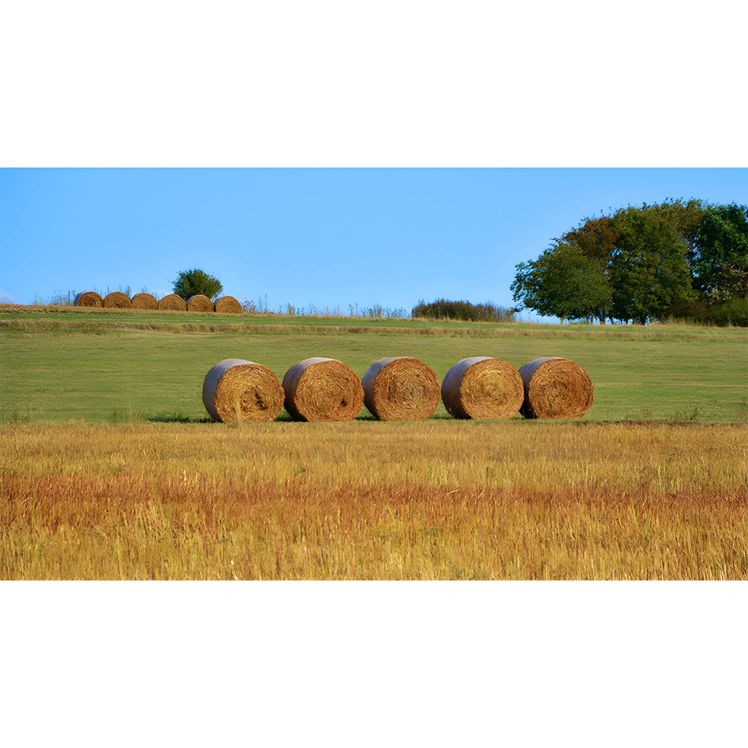 Imported image e3939197b1ff 3633045.jpg