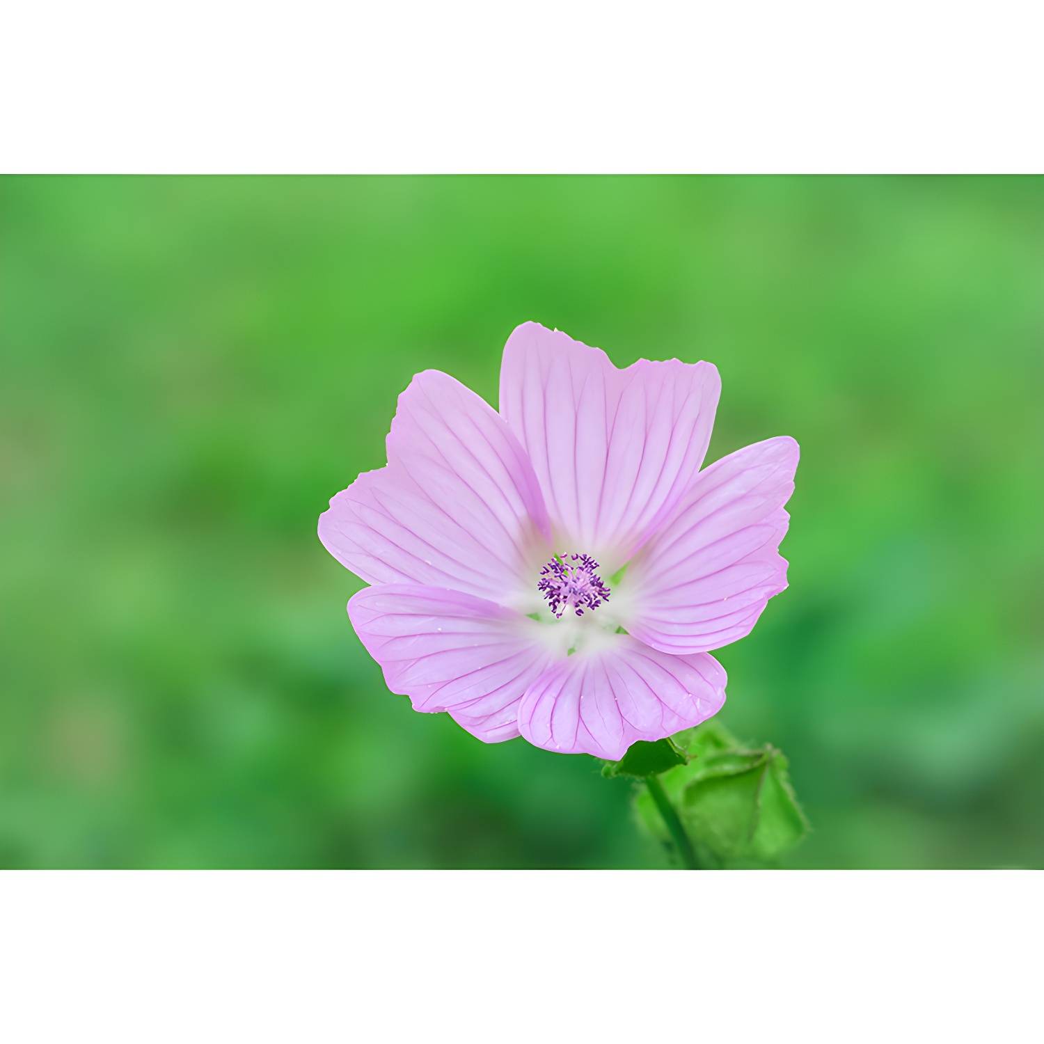 Imported image f889ec7fb16c 3664945.jpg