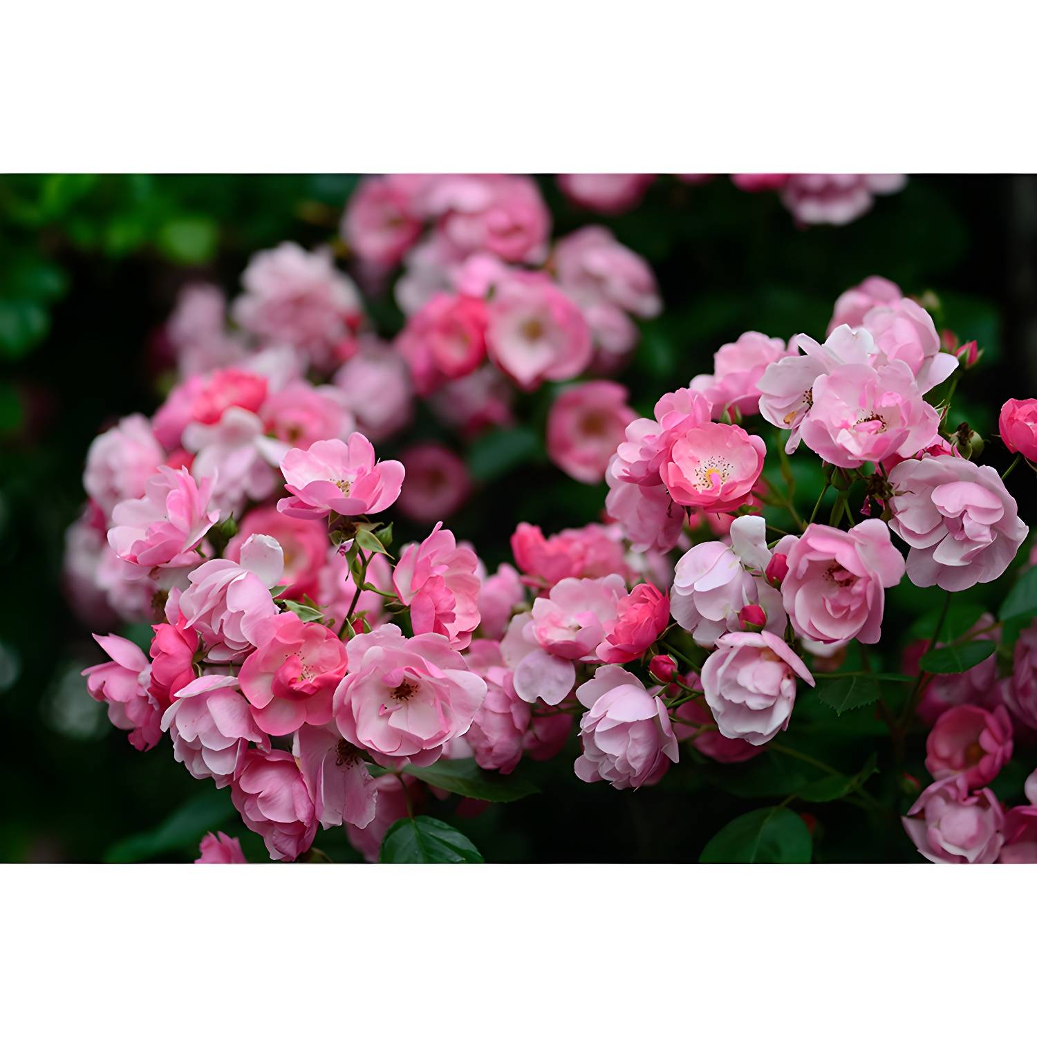 Imported image 613bc8a6c4bf 3676612.jpg