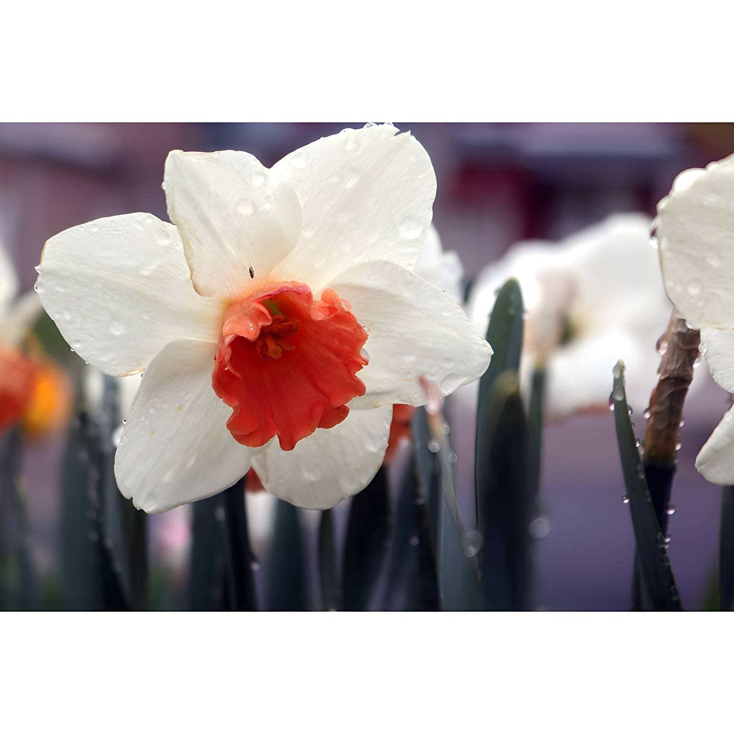 Imported image d76fabacc223 3700712.jpg