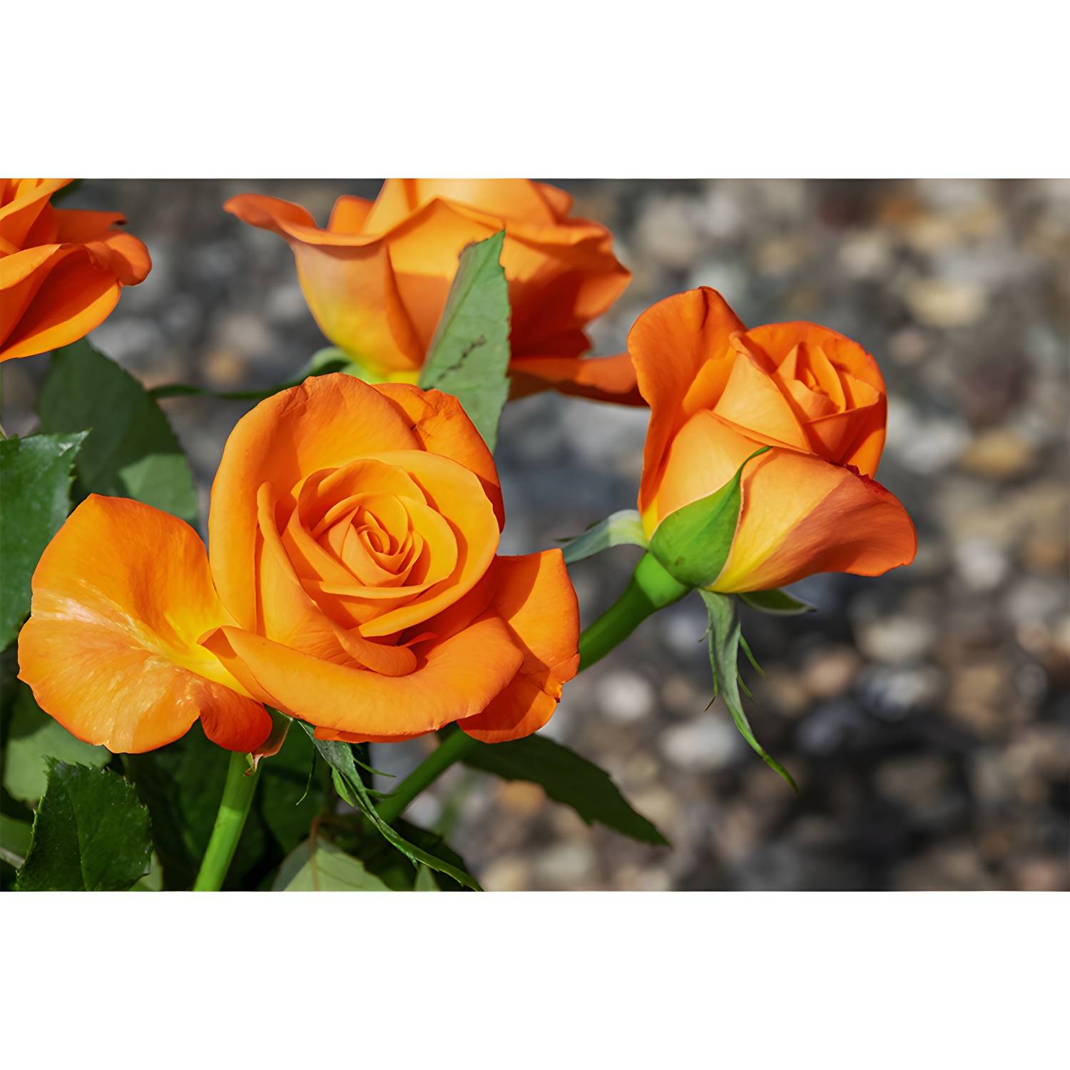 Imported image d5b402351cac 3729611.jpg