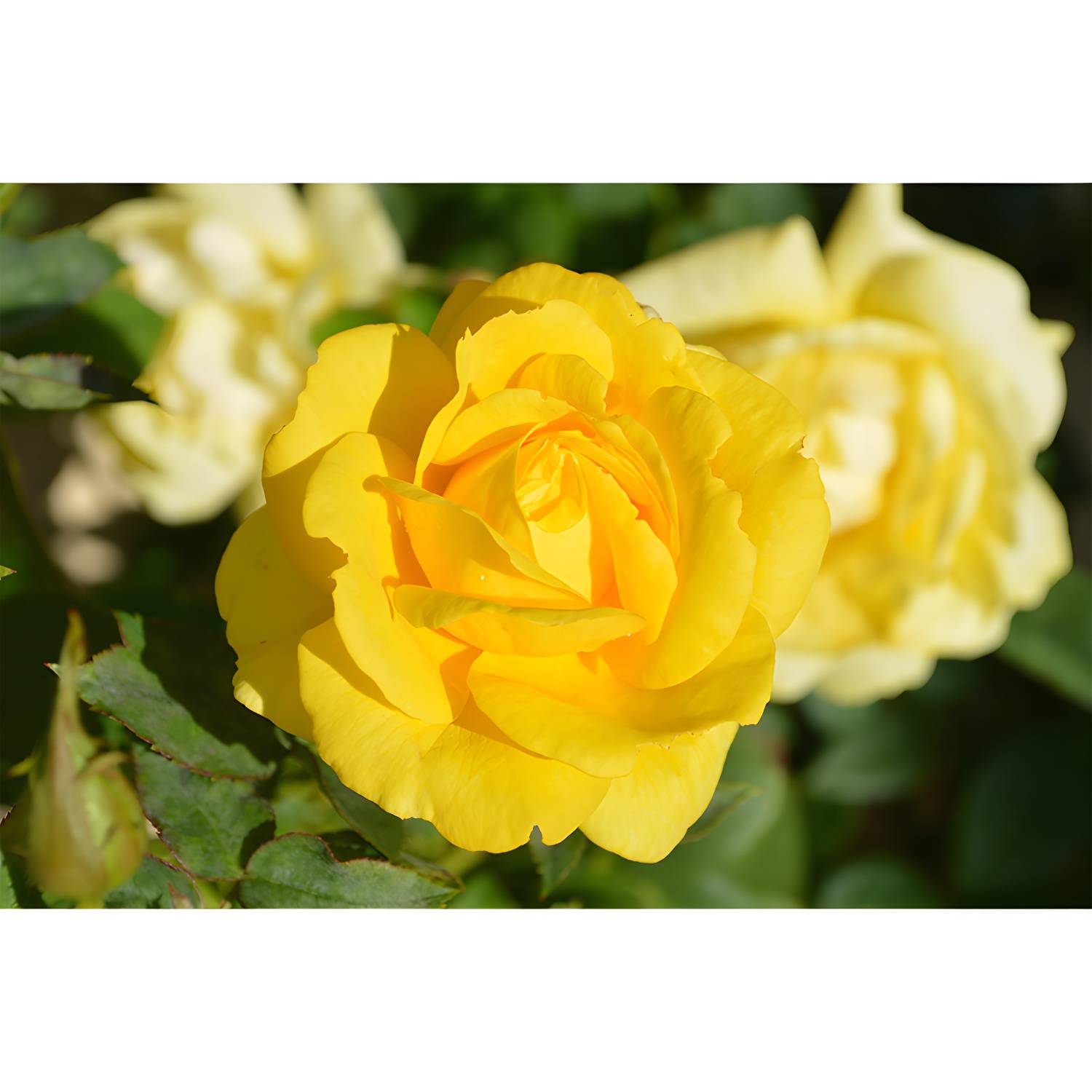 Imported image c5a87077aa94 3729619.jpg