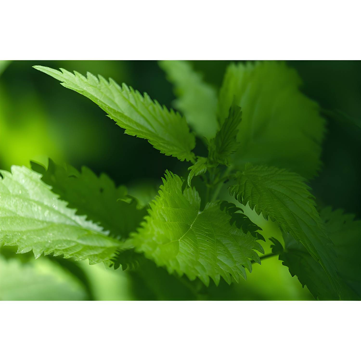 Imported image 60323fda4e23 3732305.jpg