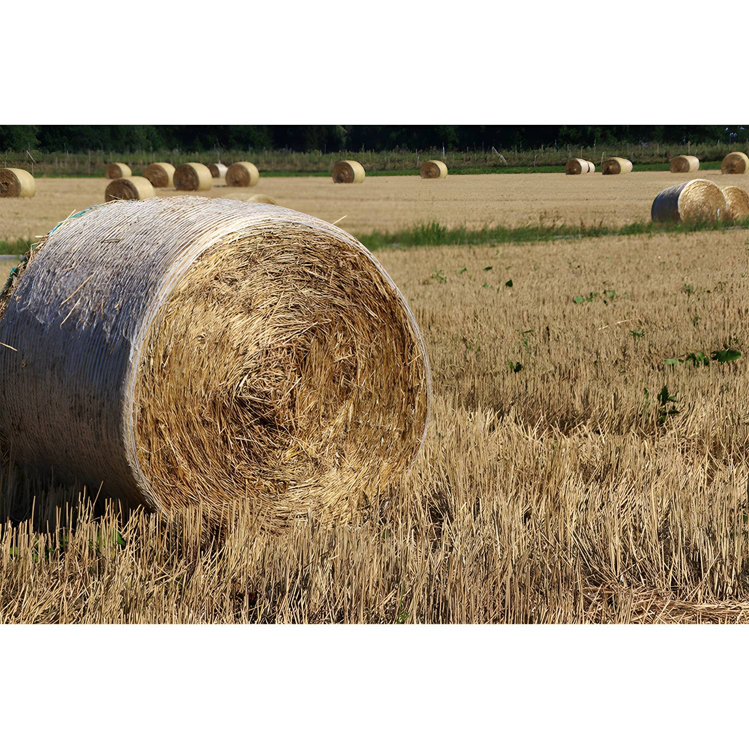 Imported image aedcdf86843d 3732491.jpg