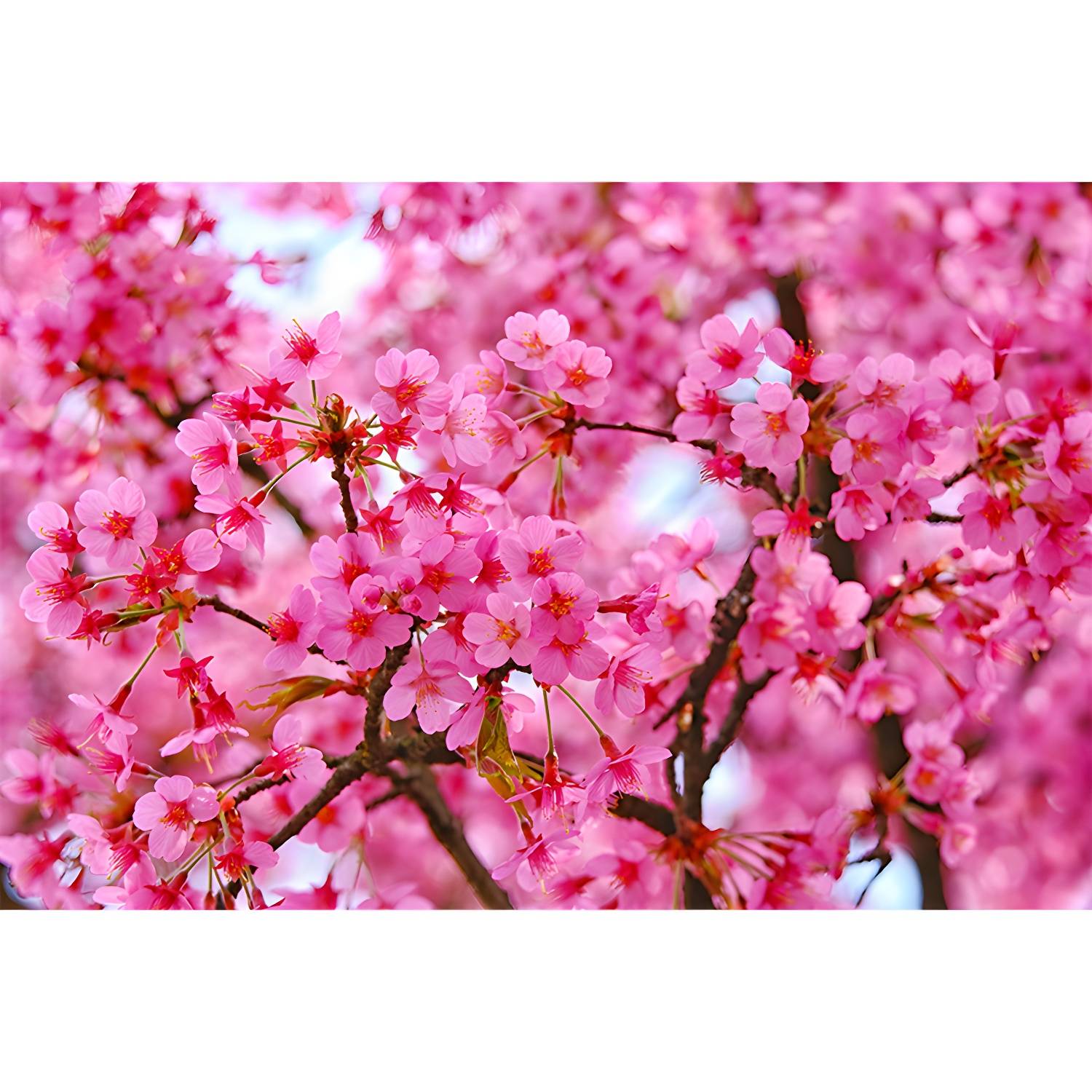Imported image d7483011c50e 3762899.jpg