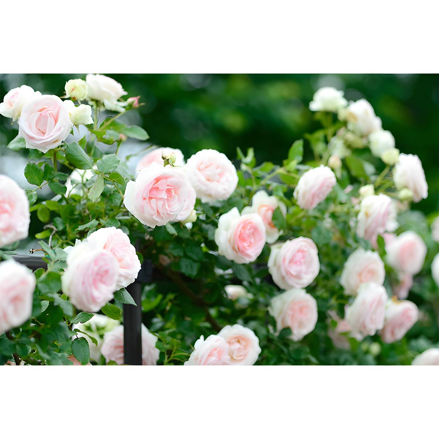 Imported image 70f48e1cf158 3763409.jpg