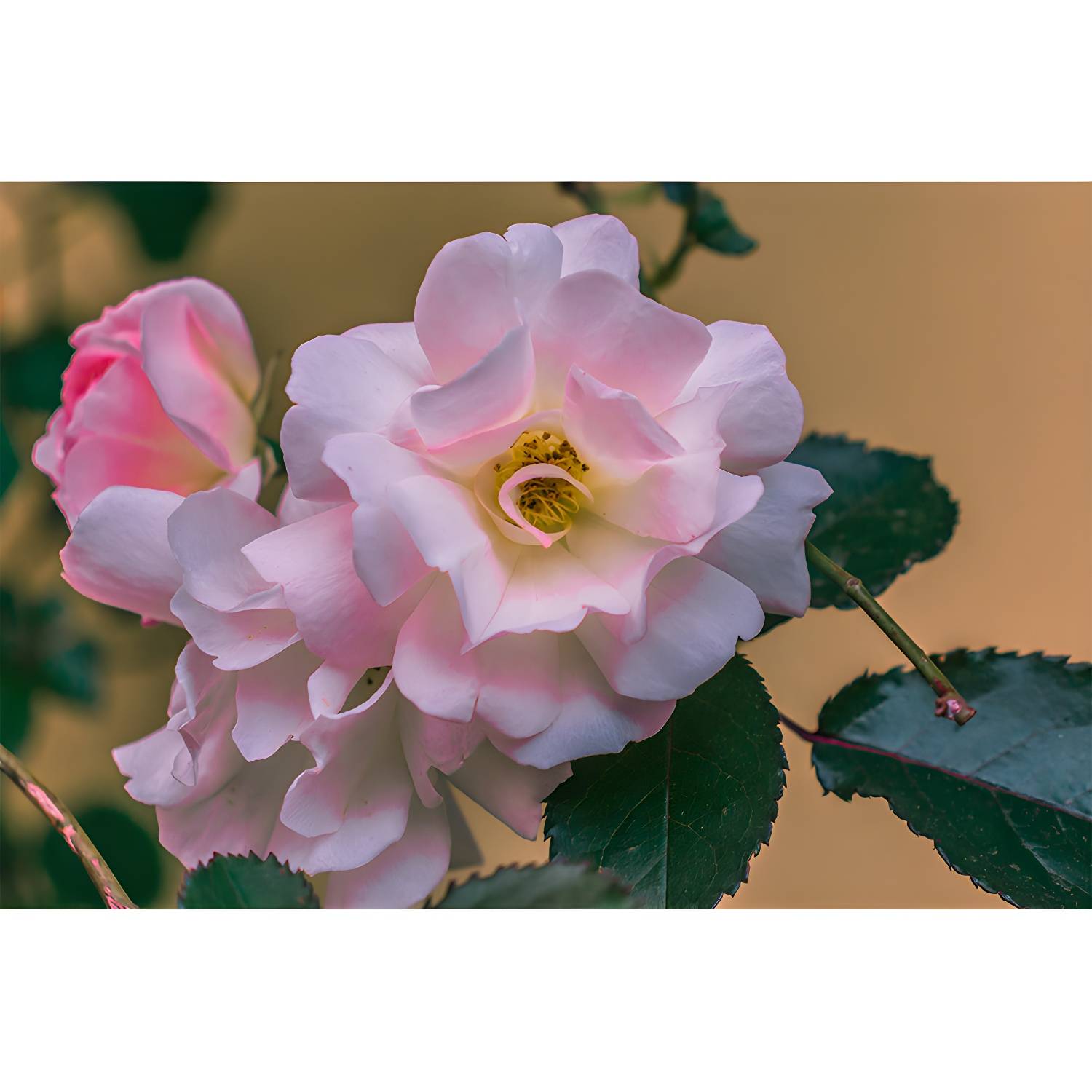 Imported image fa73b94cc244 3763413.jpg