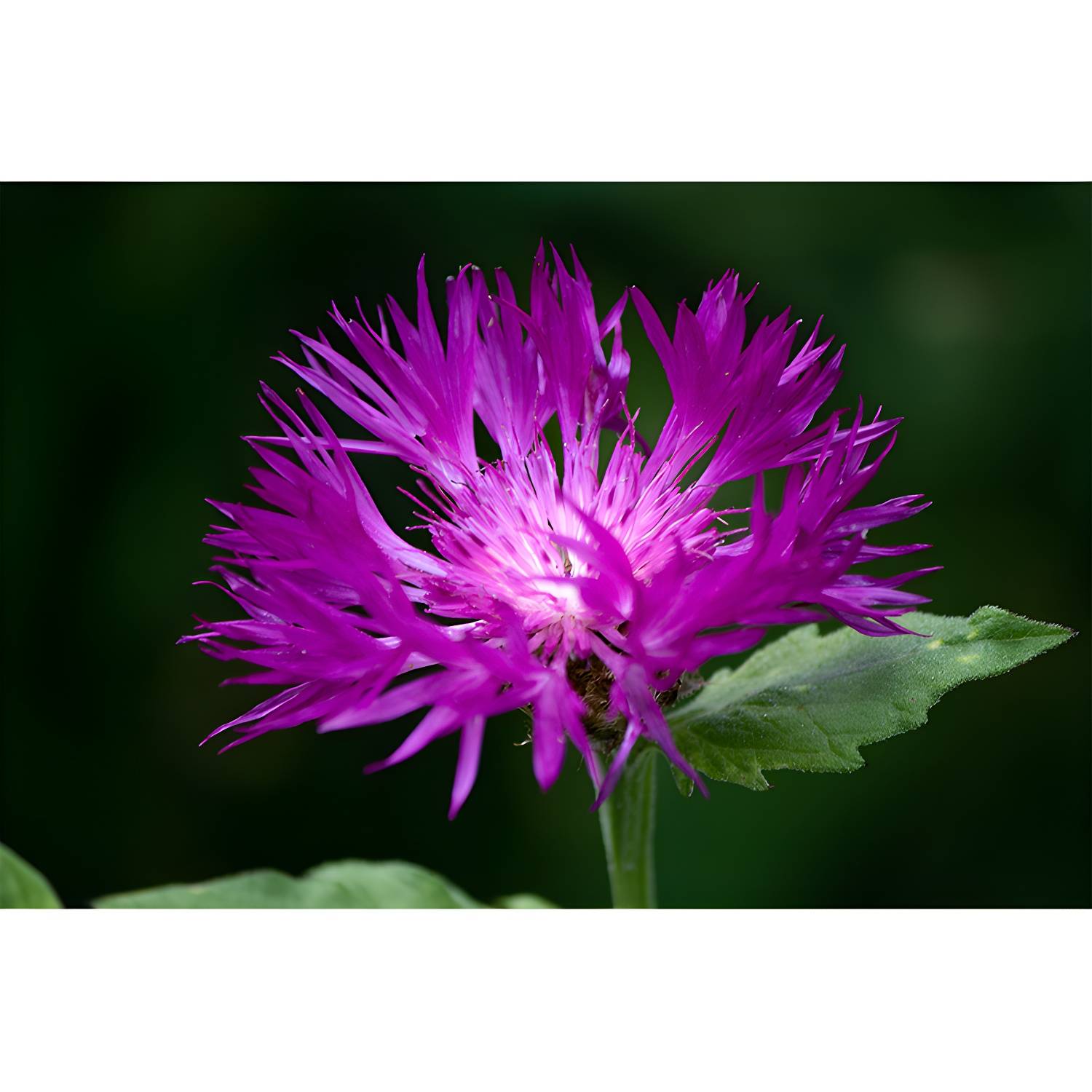 Imported image 440d36ae7480 3765095.jpg