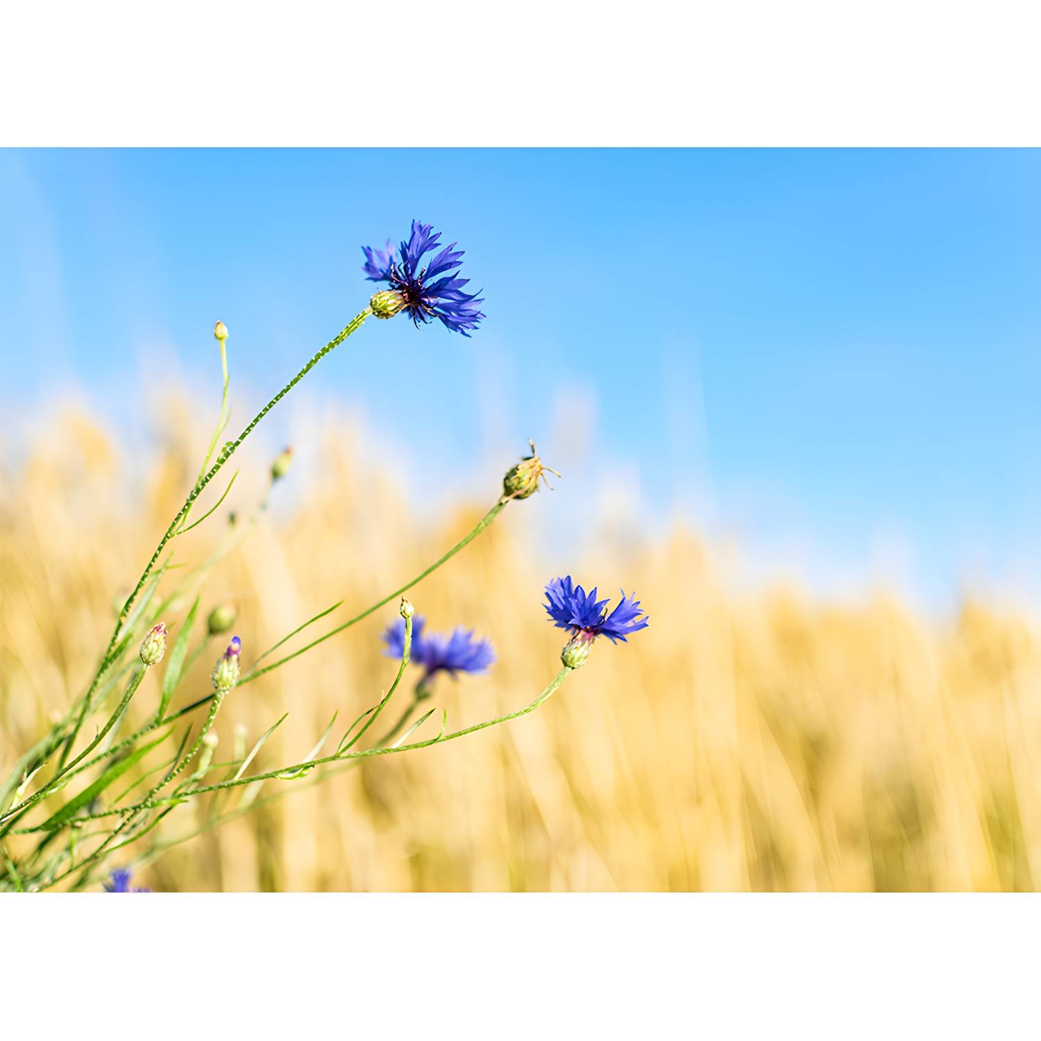 Imported image e25fe7a7f361 3765105.jpg