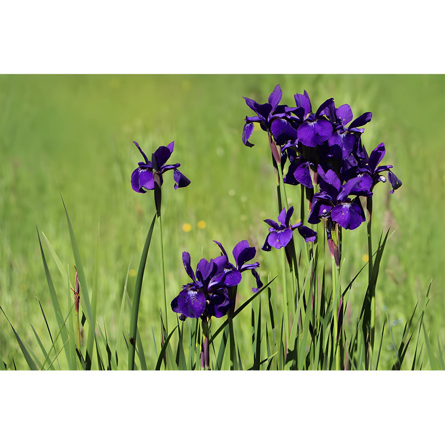 Imported image 8eb7f0479bec 3767795.jpg