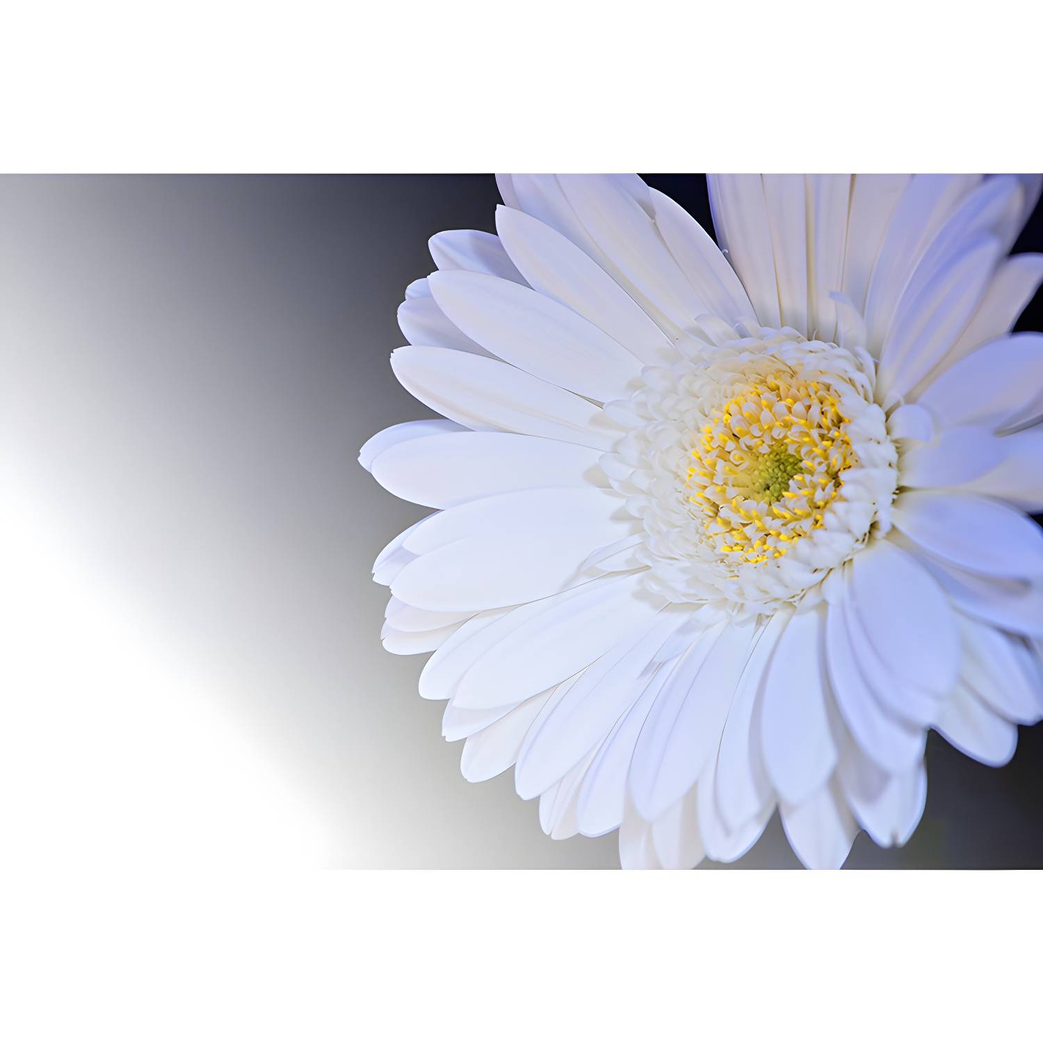 Imported image 4e5f7dadd76d 3782407.jpg