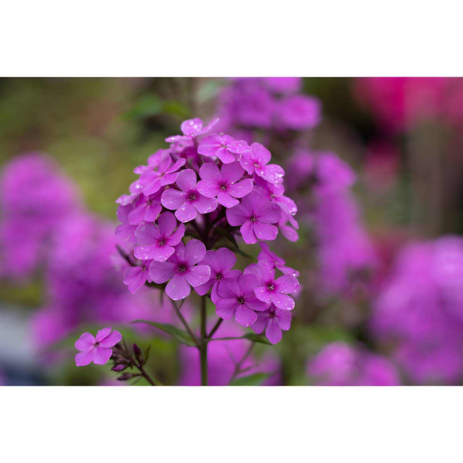 Imported image 3dfdb12c6fad 3782559.jpg