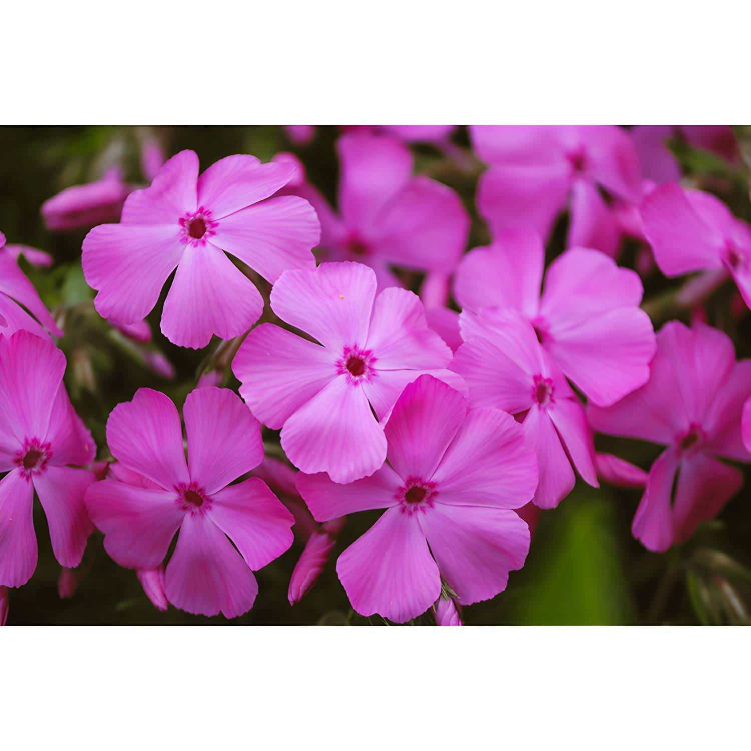 Imported image d8e929e229b4 3782565.jpg
