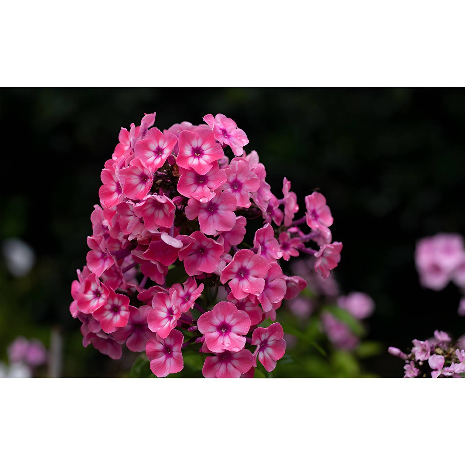 Imported image 869a55c7cefc 3782569.jpg