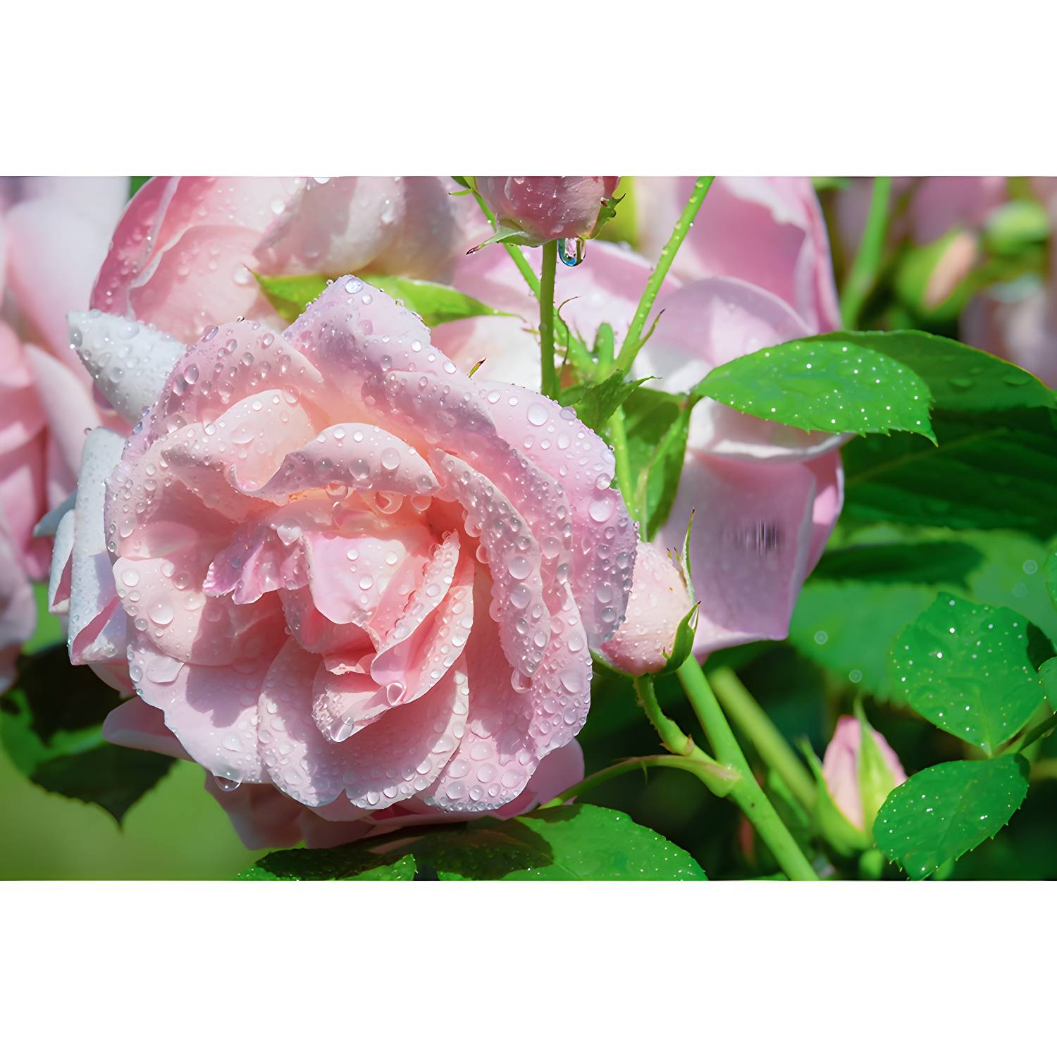 Imported image 65e3a9ecdddb 3782649.jpg