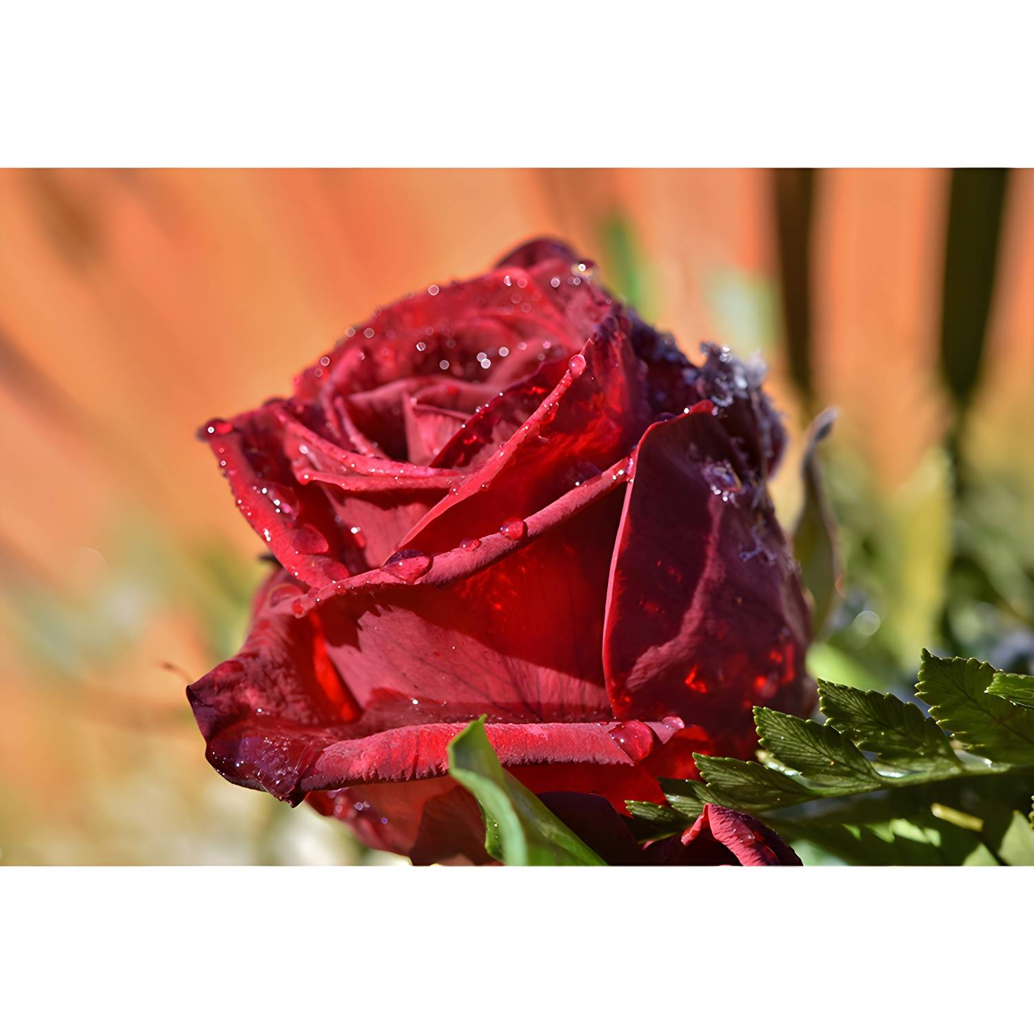 Imported image a61a9f8f122e 3782655.jpg