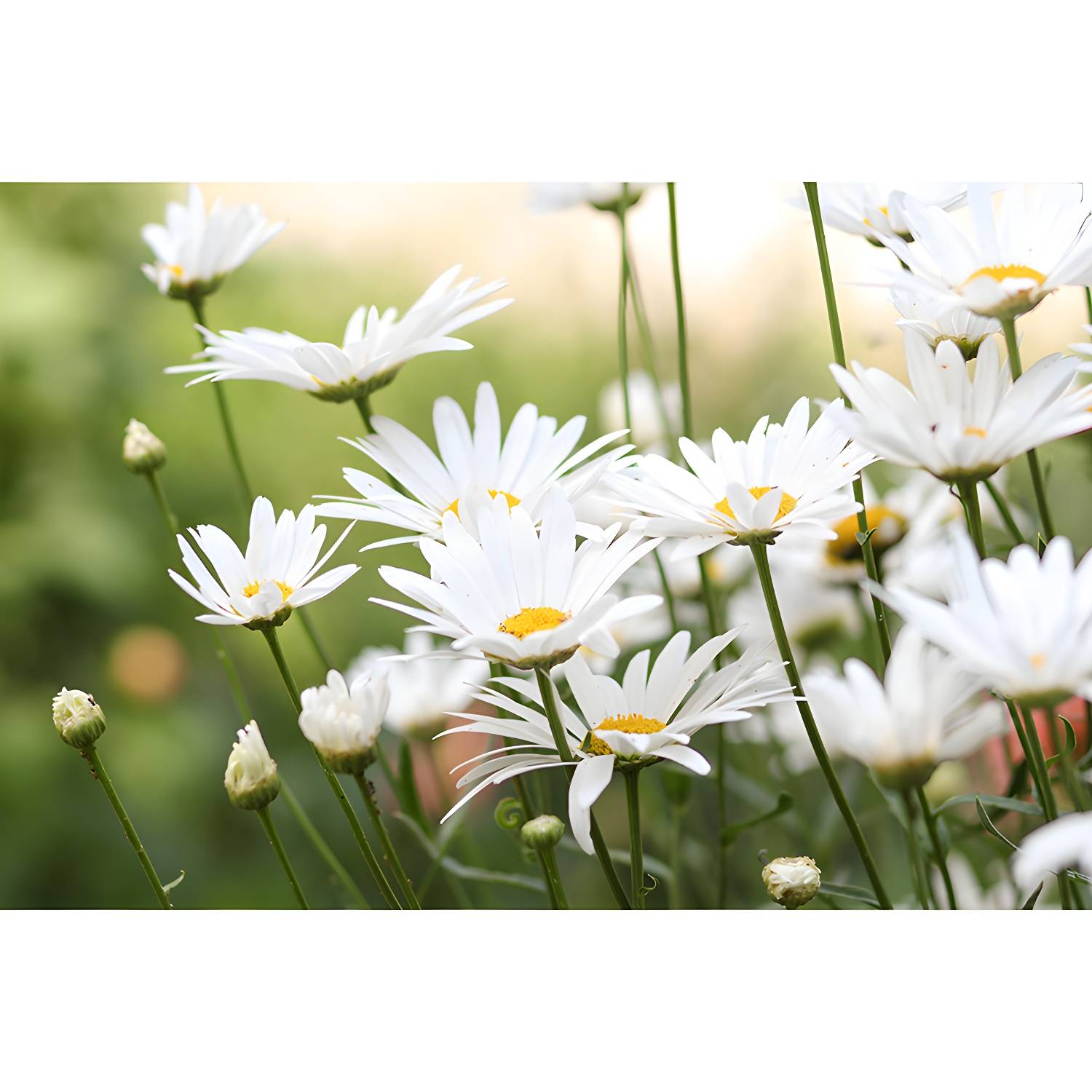 Imported image e32fb52b8b17 3782703.jpg