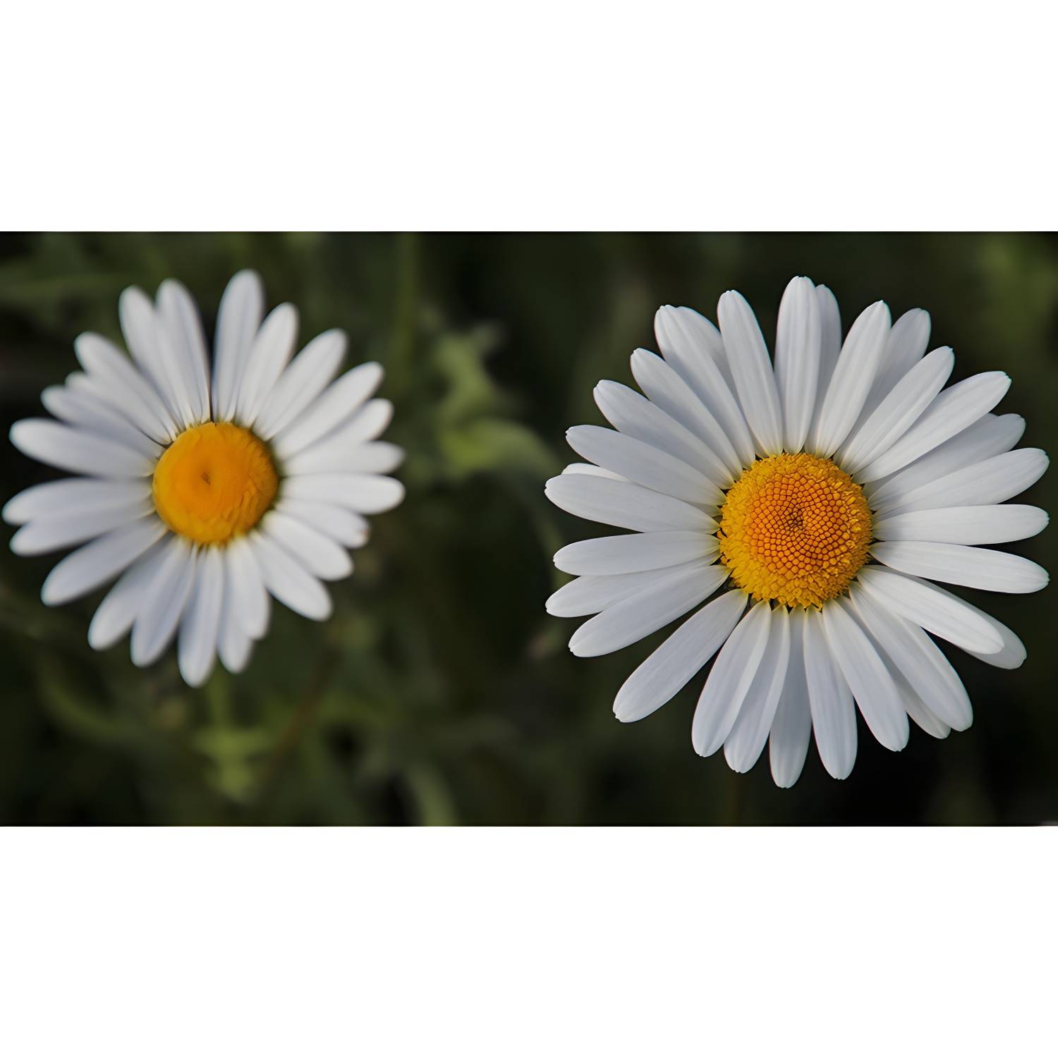 Imported image 38b50ffa37a6 3782709.jpg