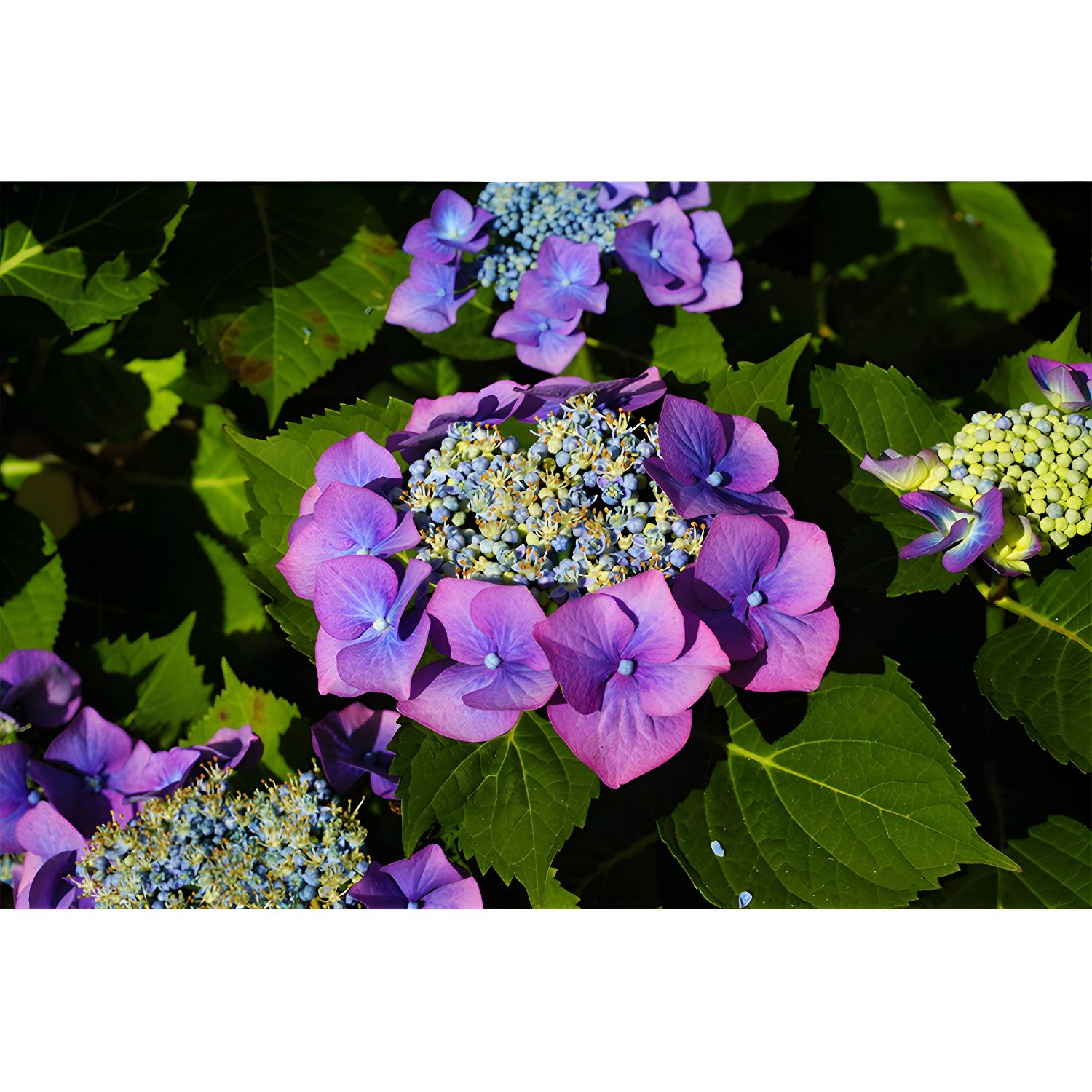 Imported image ad85c78a2caf 3791978.jpg